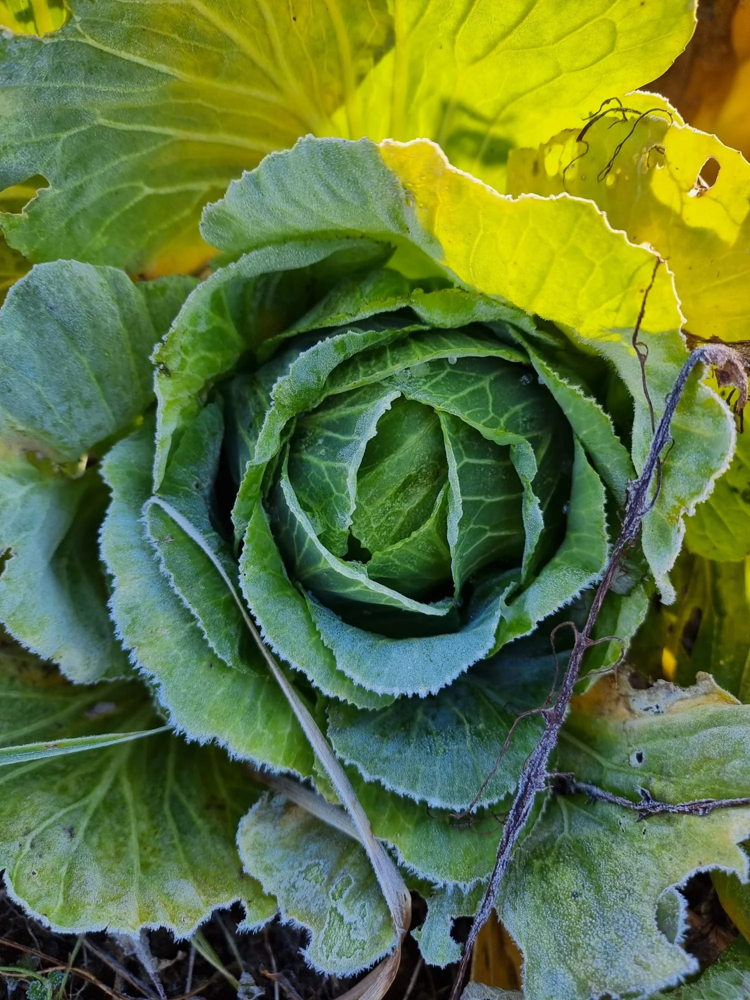 Lattuga verde pronta alla raccolta