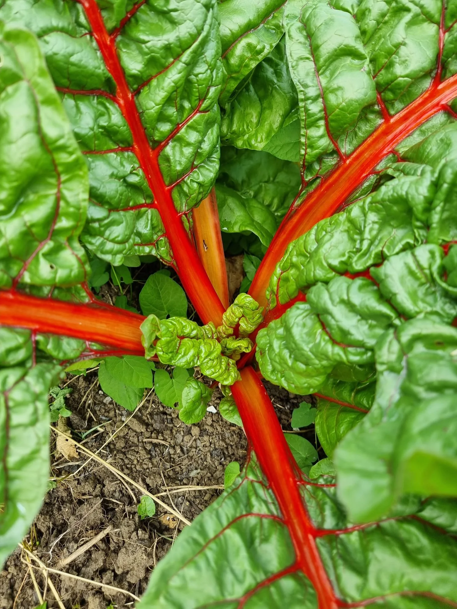 Bieta da costa rossa