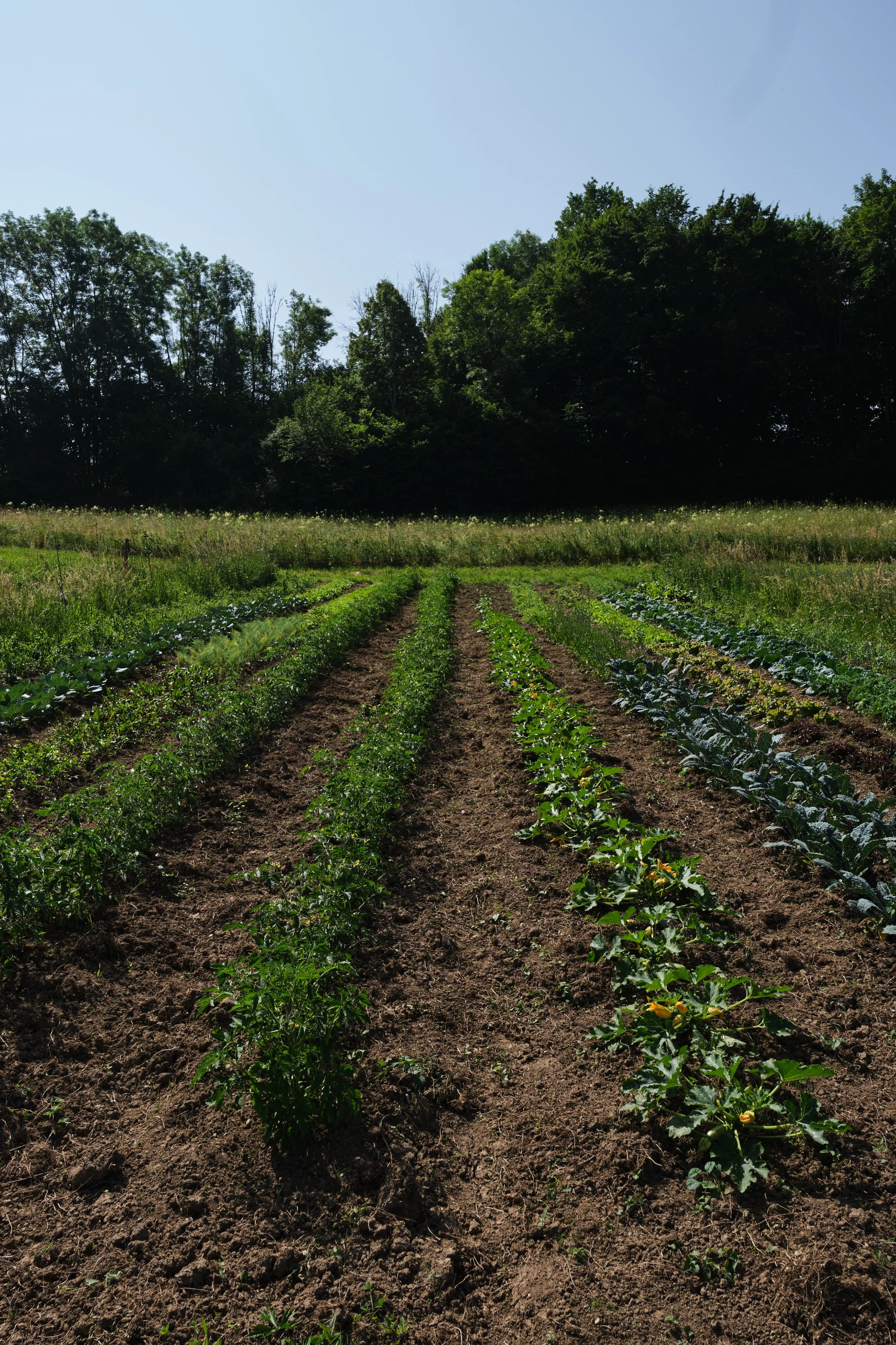 Campo coltivato con varie piante orticole, recintato da un bosco, sotto un cielo senza nuvole