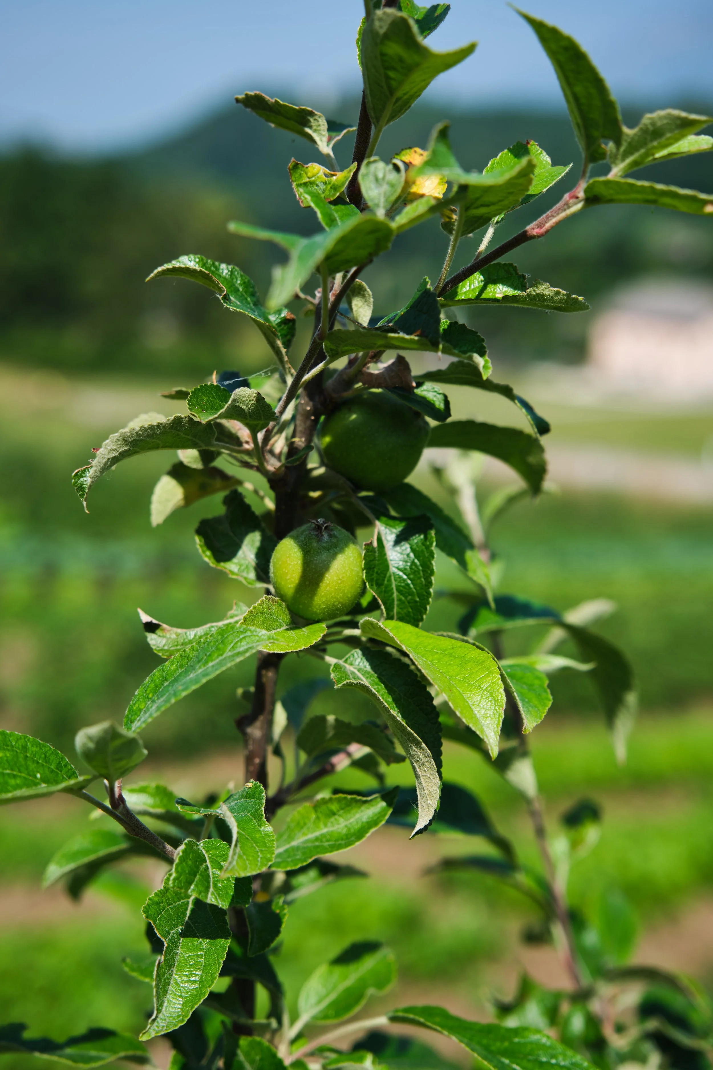 Pianta di melo con frutti verdi in crescita in un campo agricolo.