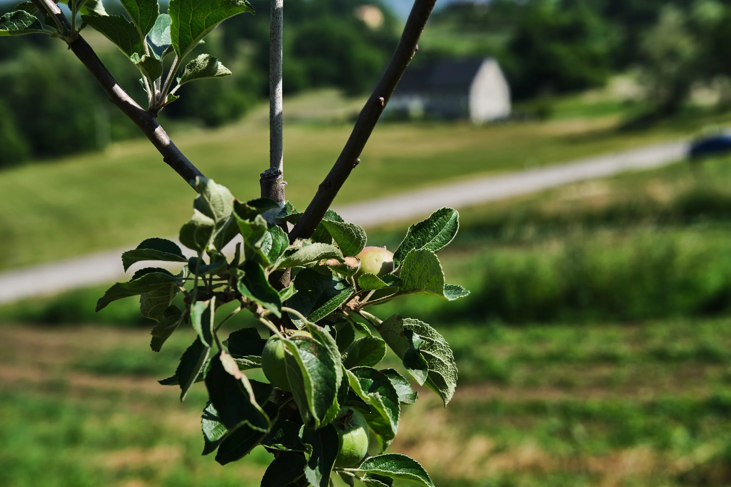 Albero di mele con frutti in crescita in un campo rurale, con sfondo di colline e una casa.