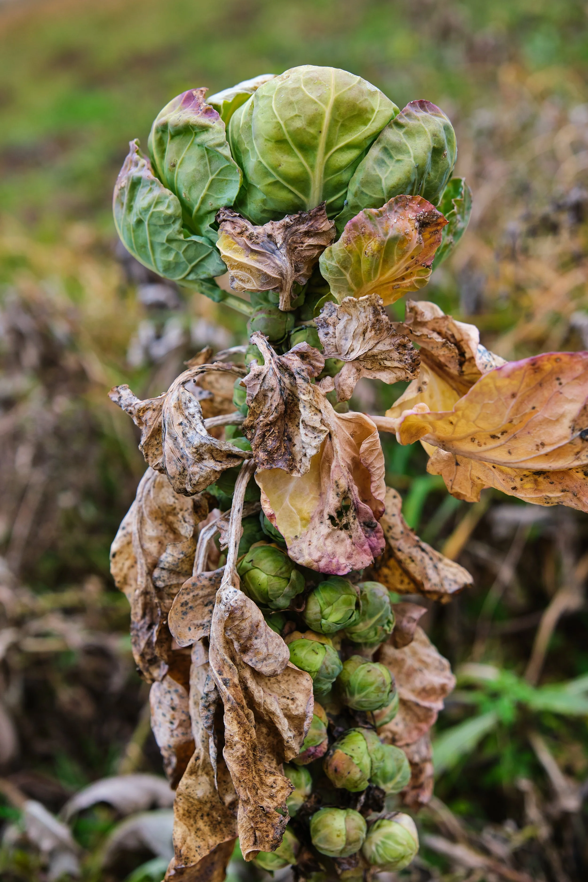 Cavoletti di Bruxelles pronti alla raccolta