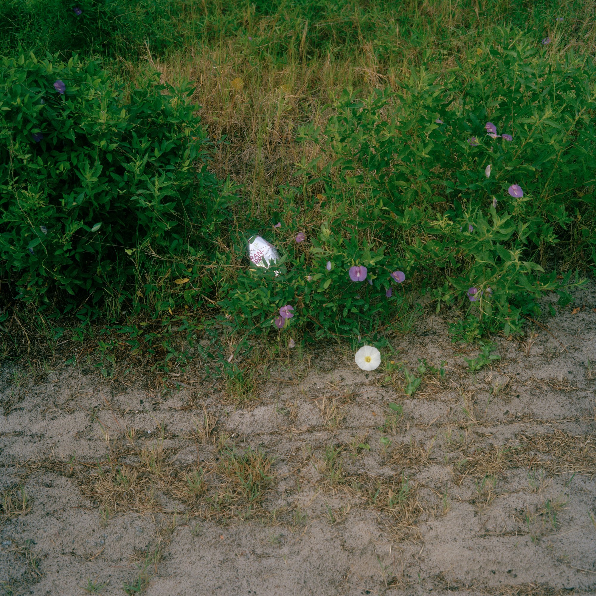 SouthCarolina_05.jpg