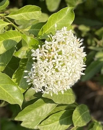 South Sudan 2026 continued-9.jpeg