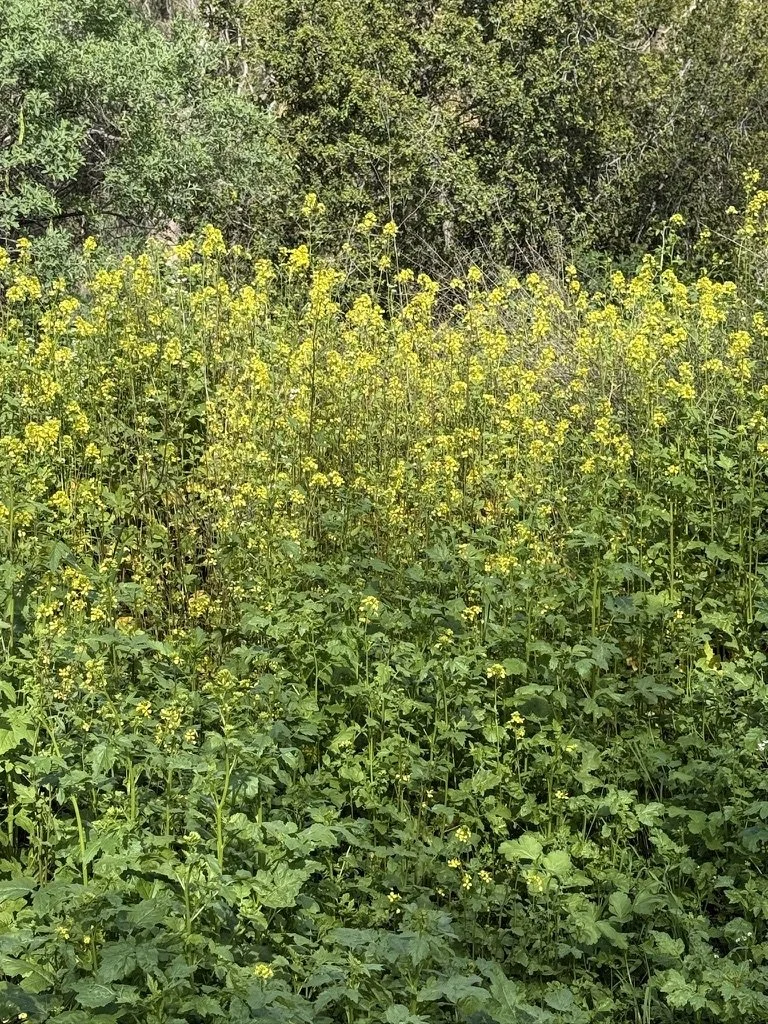 ISrael 2026 continued-9.jpeg