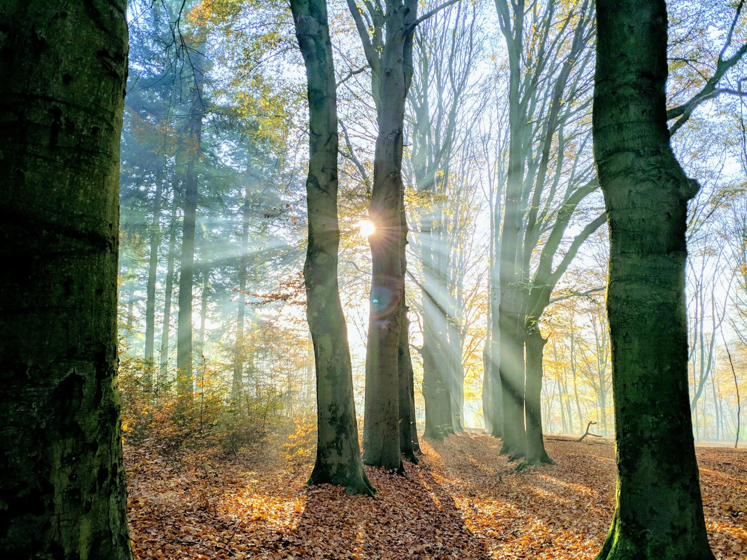 Sunlight filters through a forest of tall trees in autumn, with fallen leaves covering the ground.