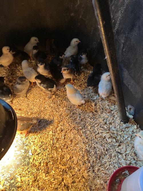 chicks