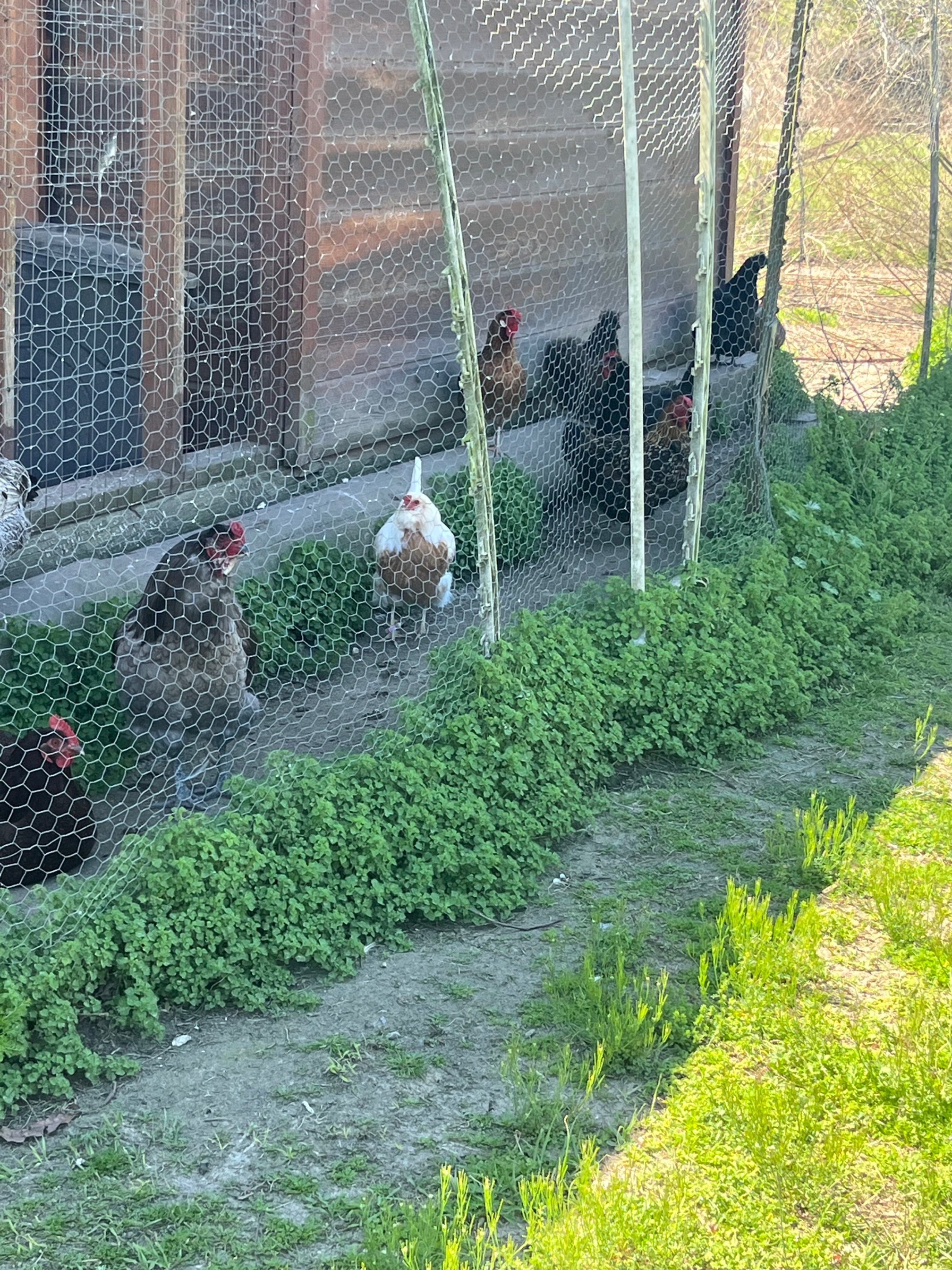 Chicken coup.jpeg