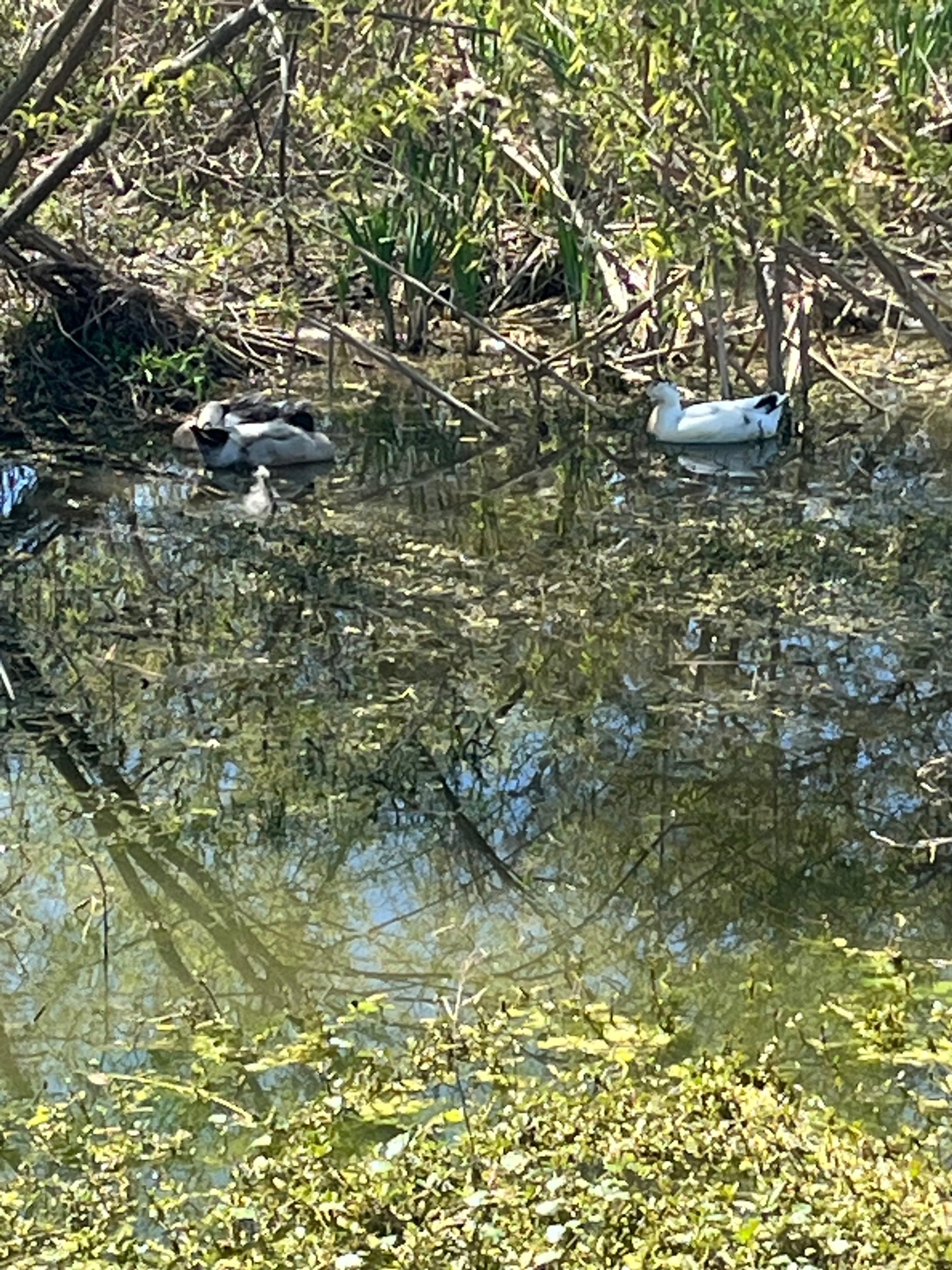 Ducks.jpeg