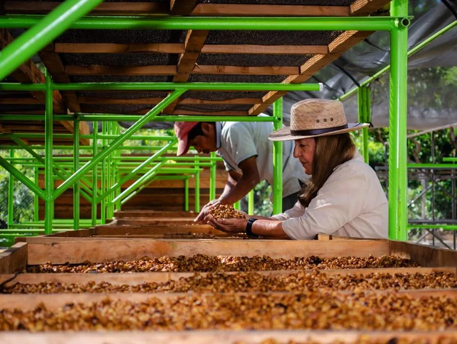 Maria Eugenia Escobar (Perez), one of the family owners of Finca La Senda in Guatemala, evaluating beans with an employee