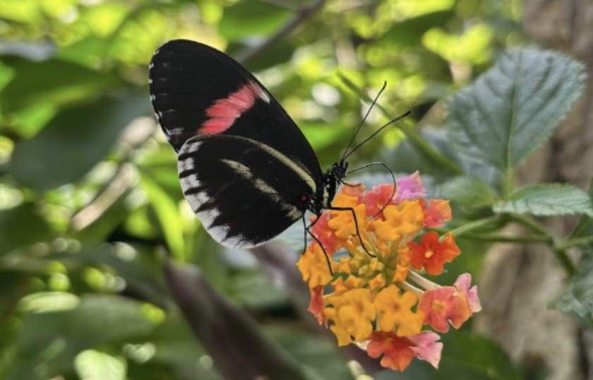 Butterflies in the Garden — Spring Is in the Air