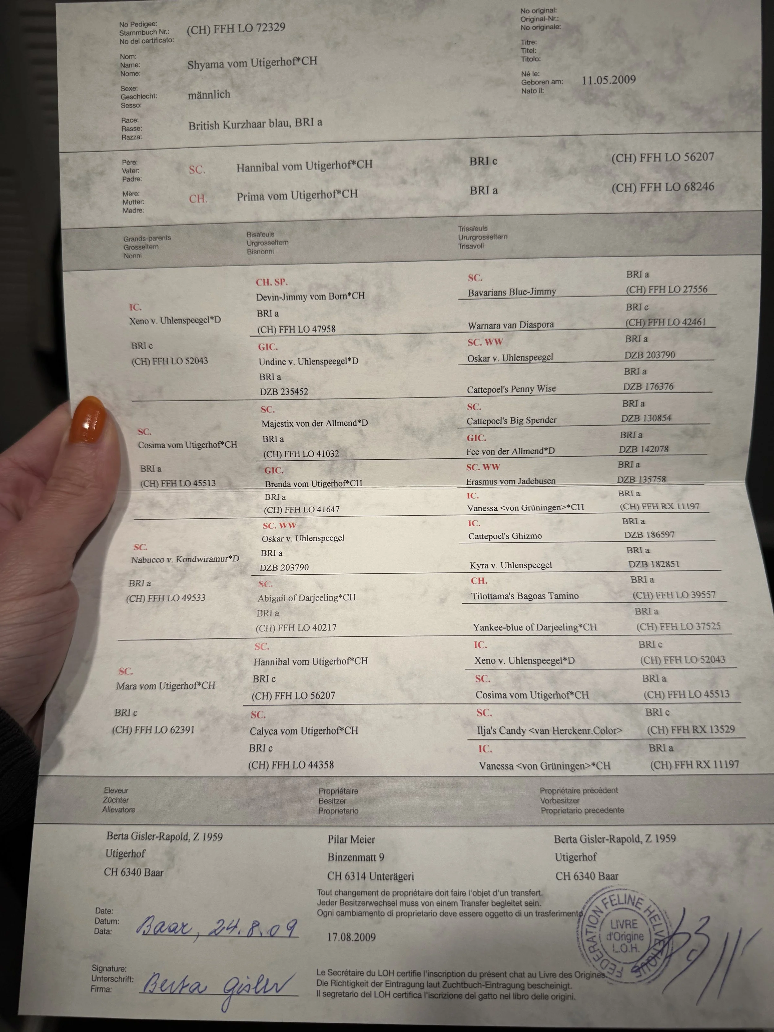 Alasdair's pedigree