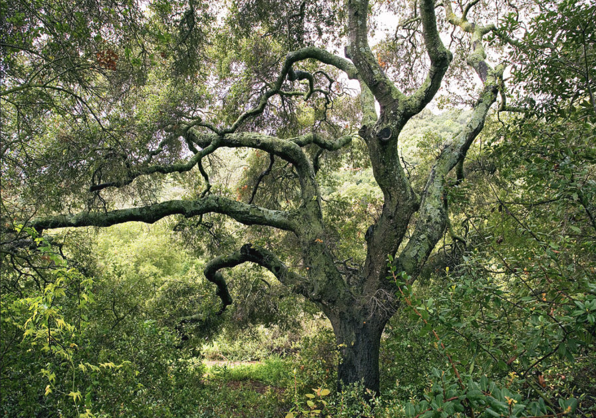 Palisades Forestry Committee Releases Fire-Resilient Tree List