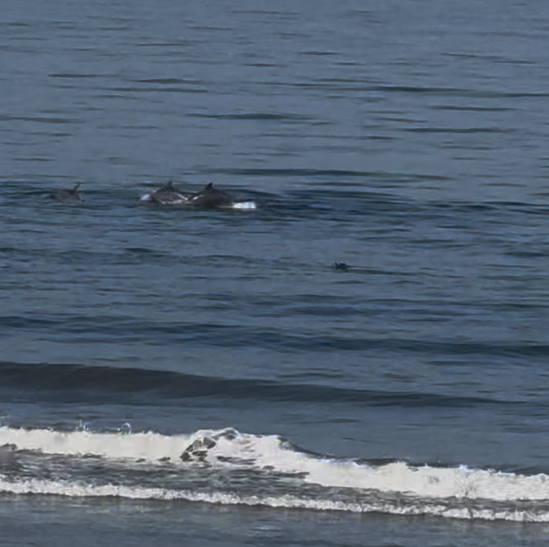 Dolphins Frolic at Will Rogers Beach