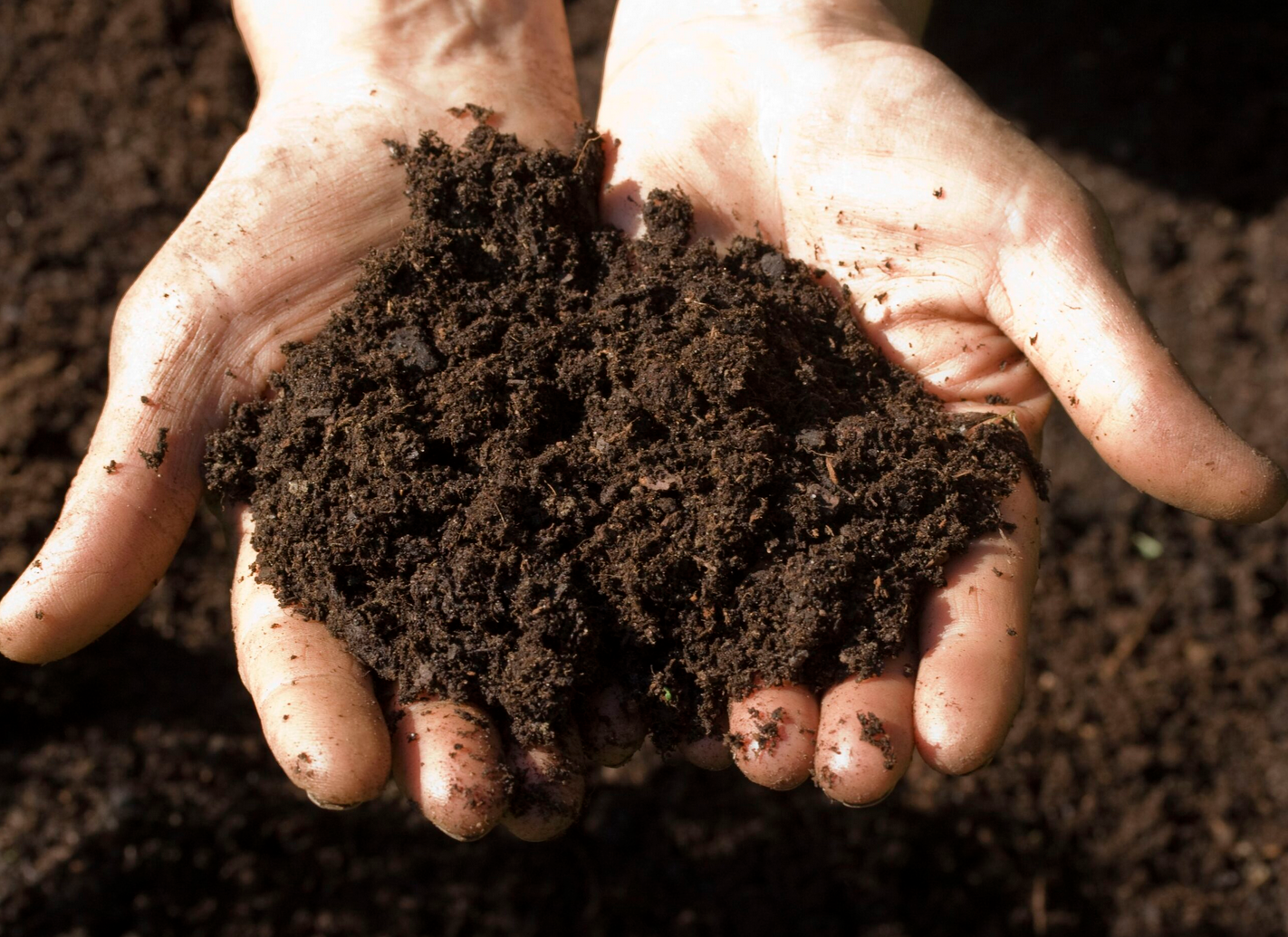 Resilient Palisades To Begin Bioremediation Campaign to Reduce Soil Toxins