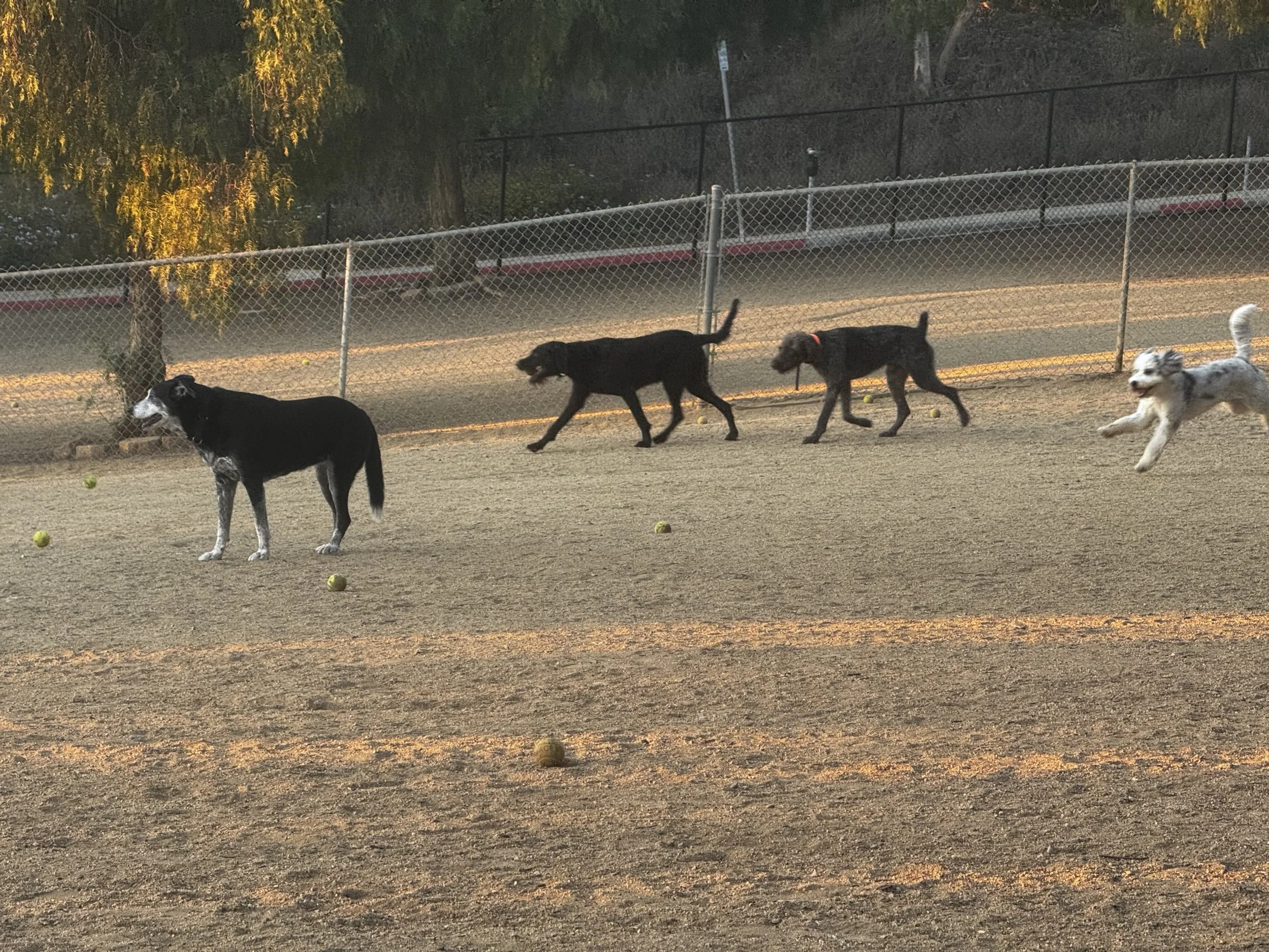 Temescal Canyon Dog Park To Be Discussed Nov. 6