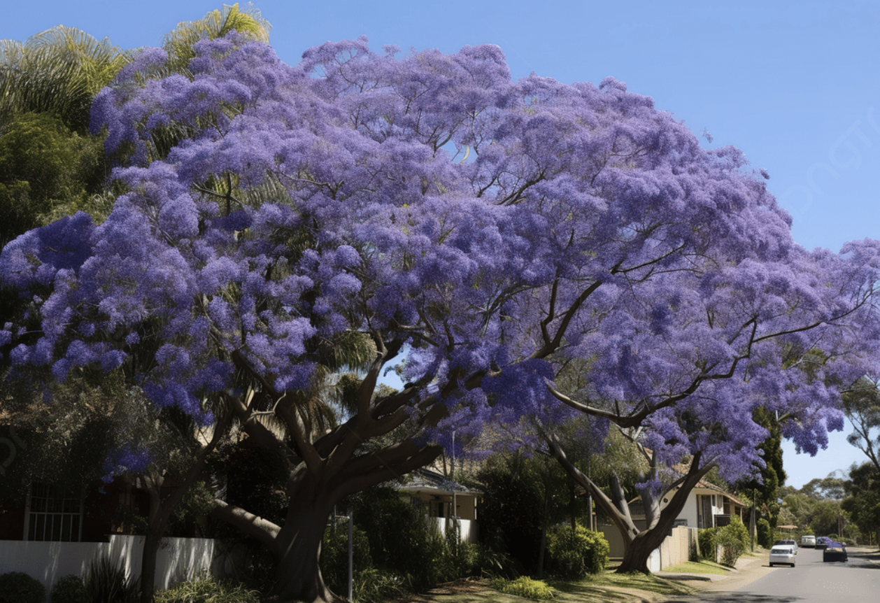 Upper Santa Monica Canyon to Get an Influx of Jacarandas