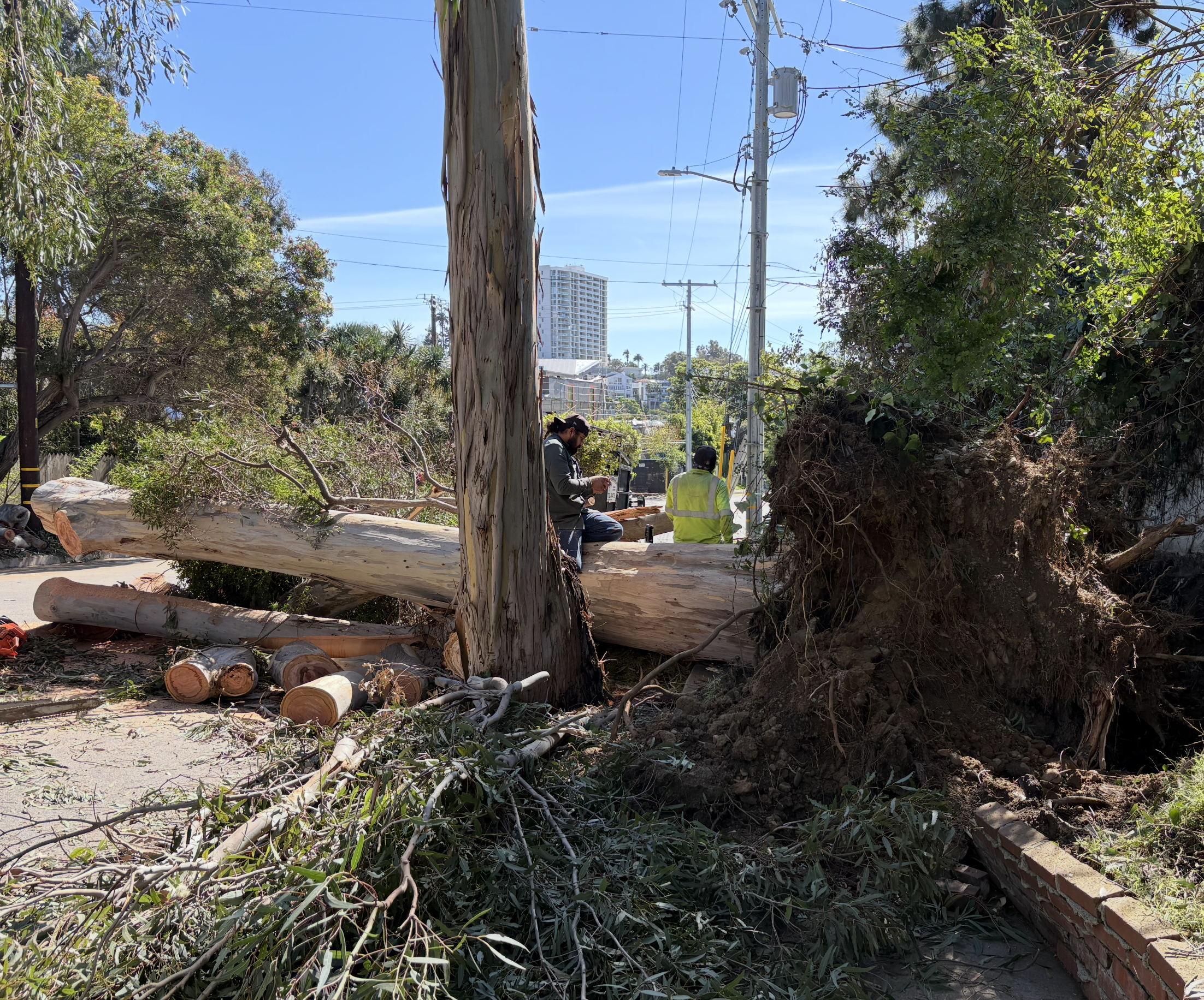 Storm Aftermath: Tree Fell on Chautauqua, Sand Covered Bike Path, &amp; Crew Assessed Channel Blockage