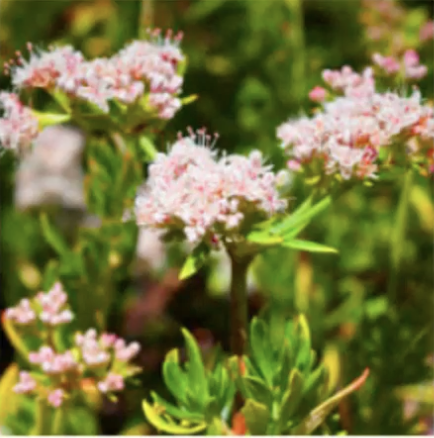 Free Bioremediation Available for Soil Contaminated by Fire