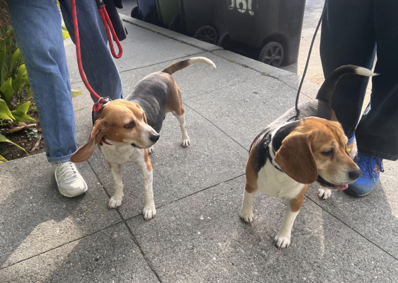 A Trio of Animals Keeps Canyon Residents on Their Toes