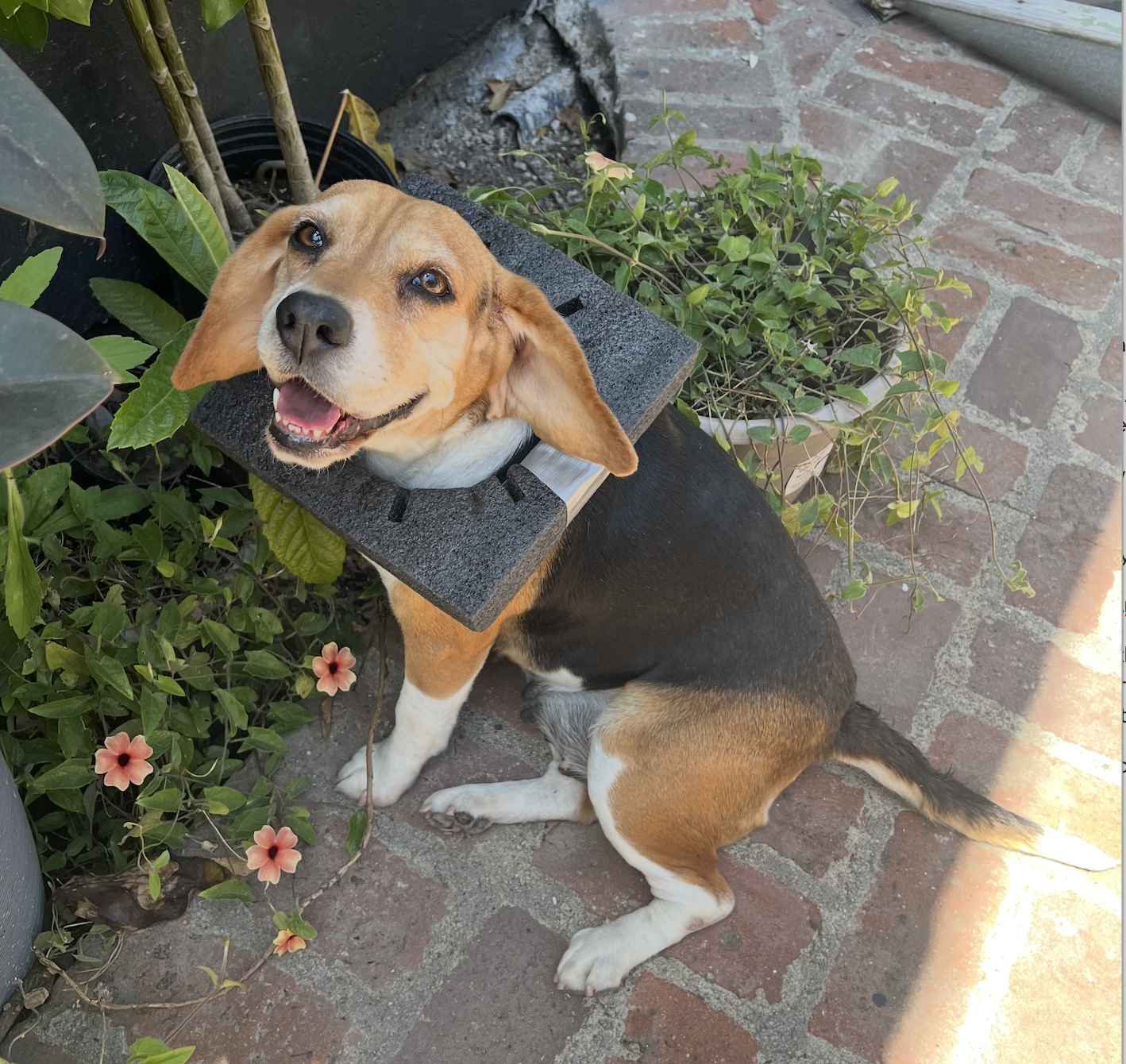 Beagles ‘Betsy’ and ‘Bertha’ Move to New Homes