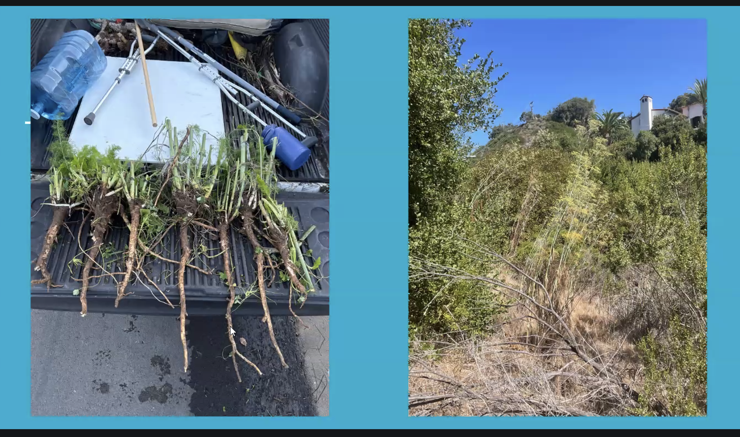Resilient Palisades Wins Grant to Fight Invasive Plant Species