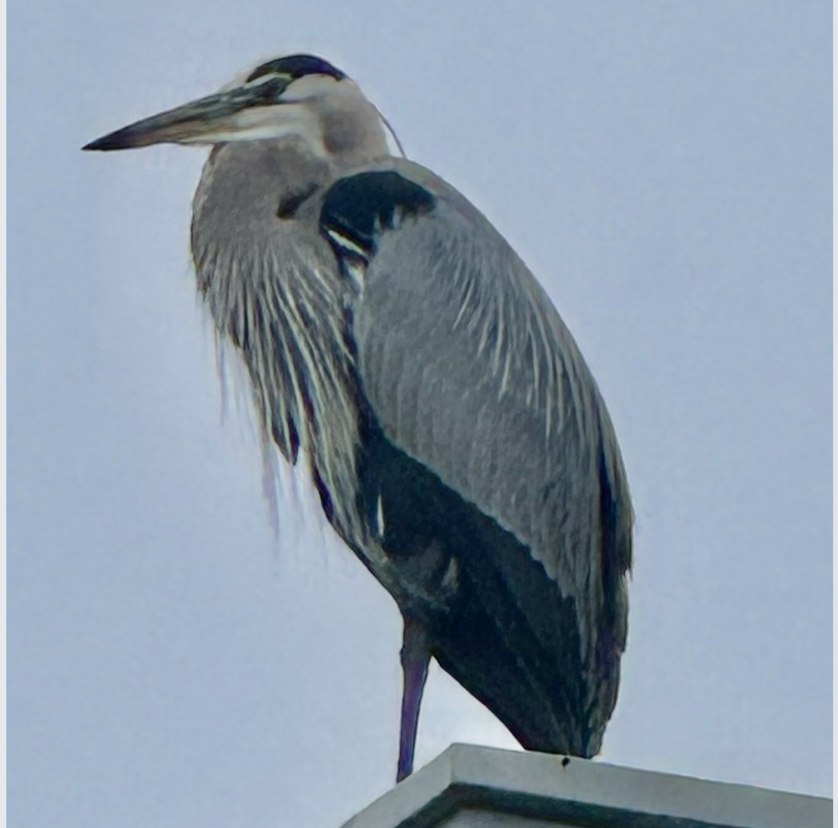 Great Blue Heron Oversees Lower Canyon