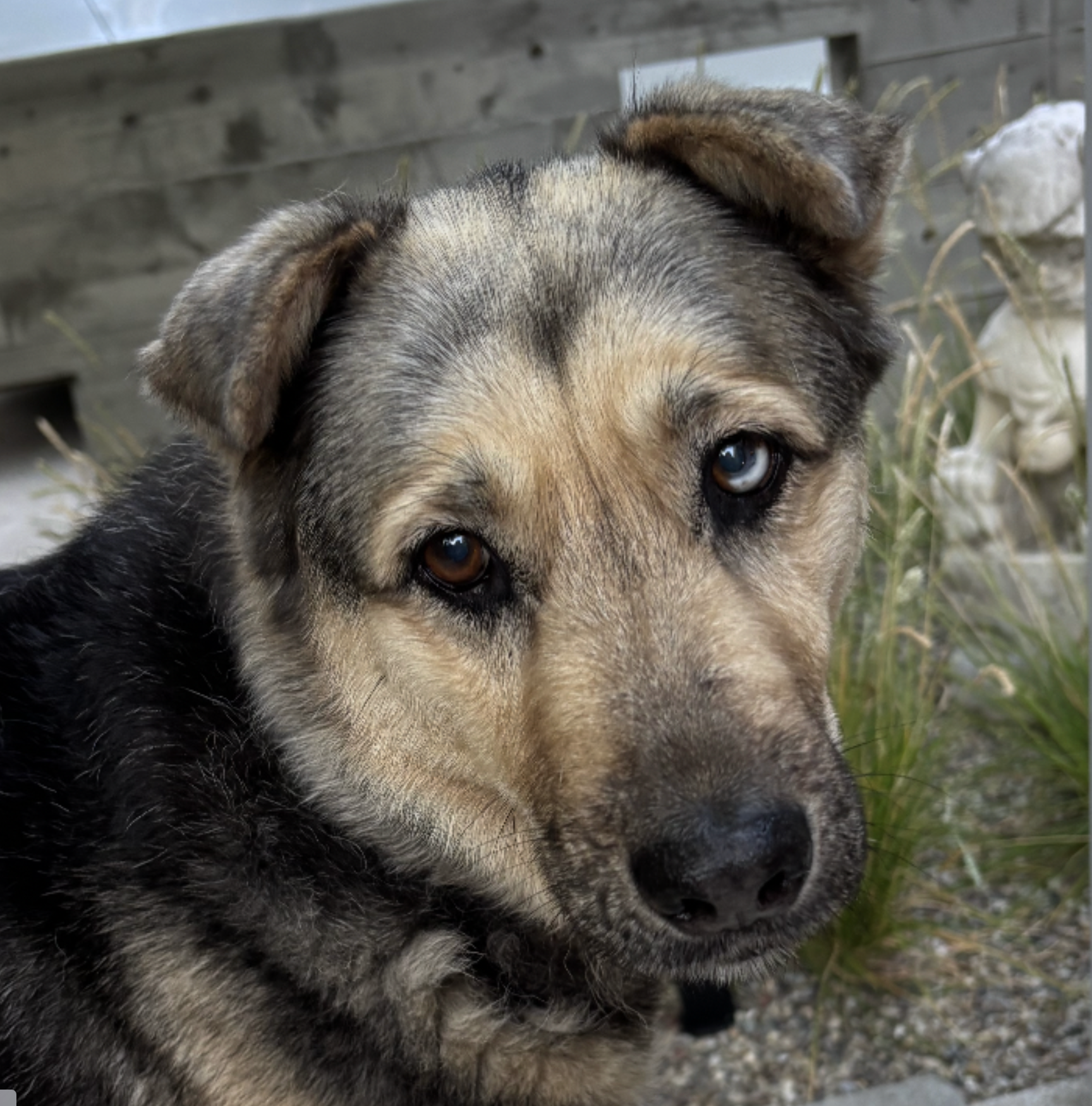 Palisades Pet Profile: Meet Lacey, a Shy Shepherd Mix