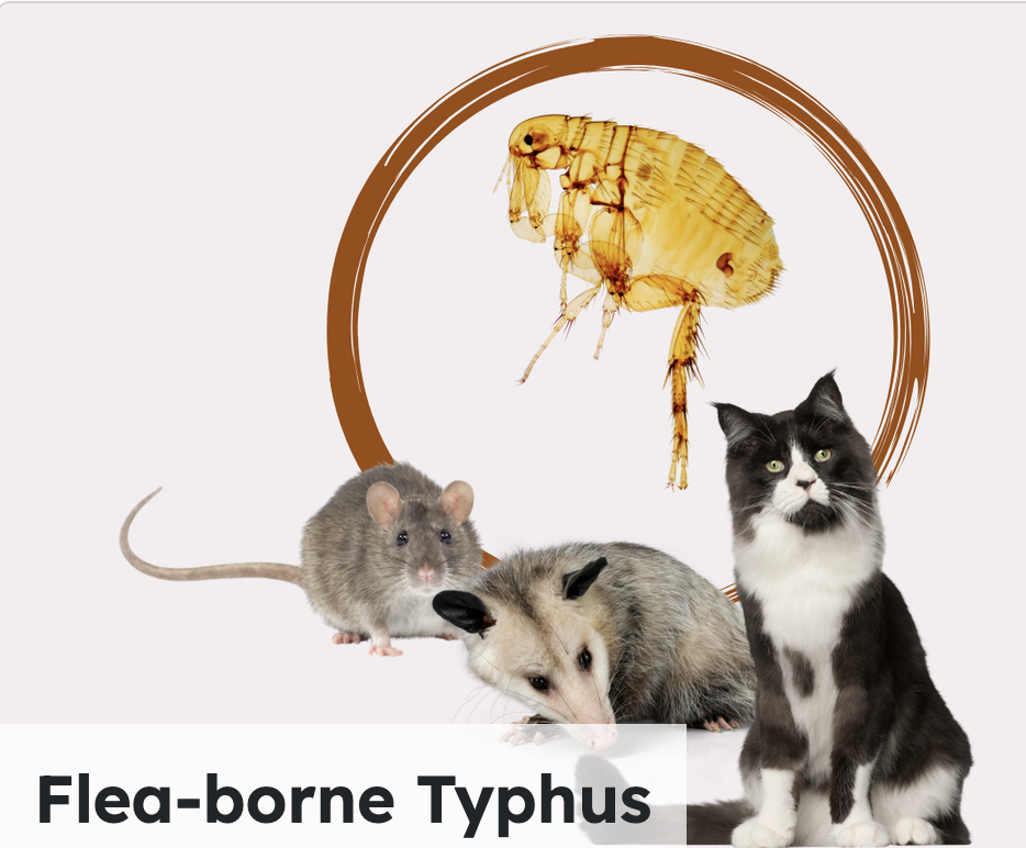 LA Public Health Urges Precautions Against Flea-Borne Typhus