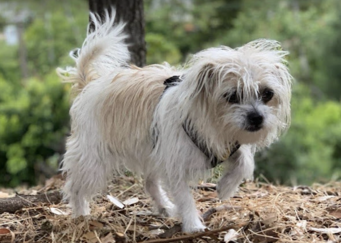 Palisades Pet Profile: Meet Miss Chiff—A Spunky, Loveable Mutt