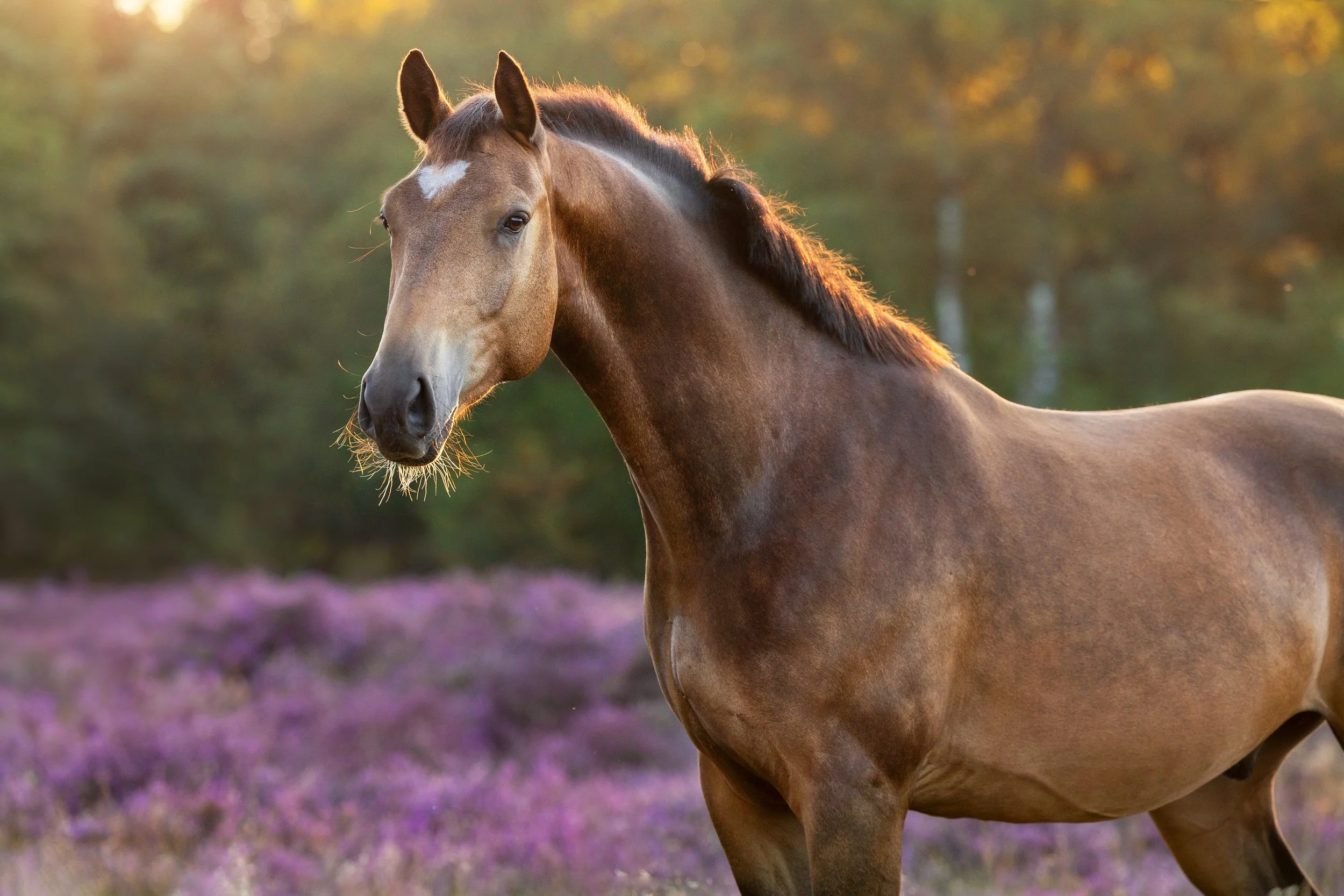 Bruine paard met witte ster op het voorhoofd in een weiland met paarse bloemen en bomen op de achtergrond