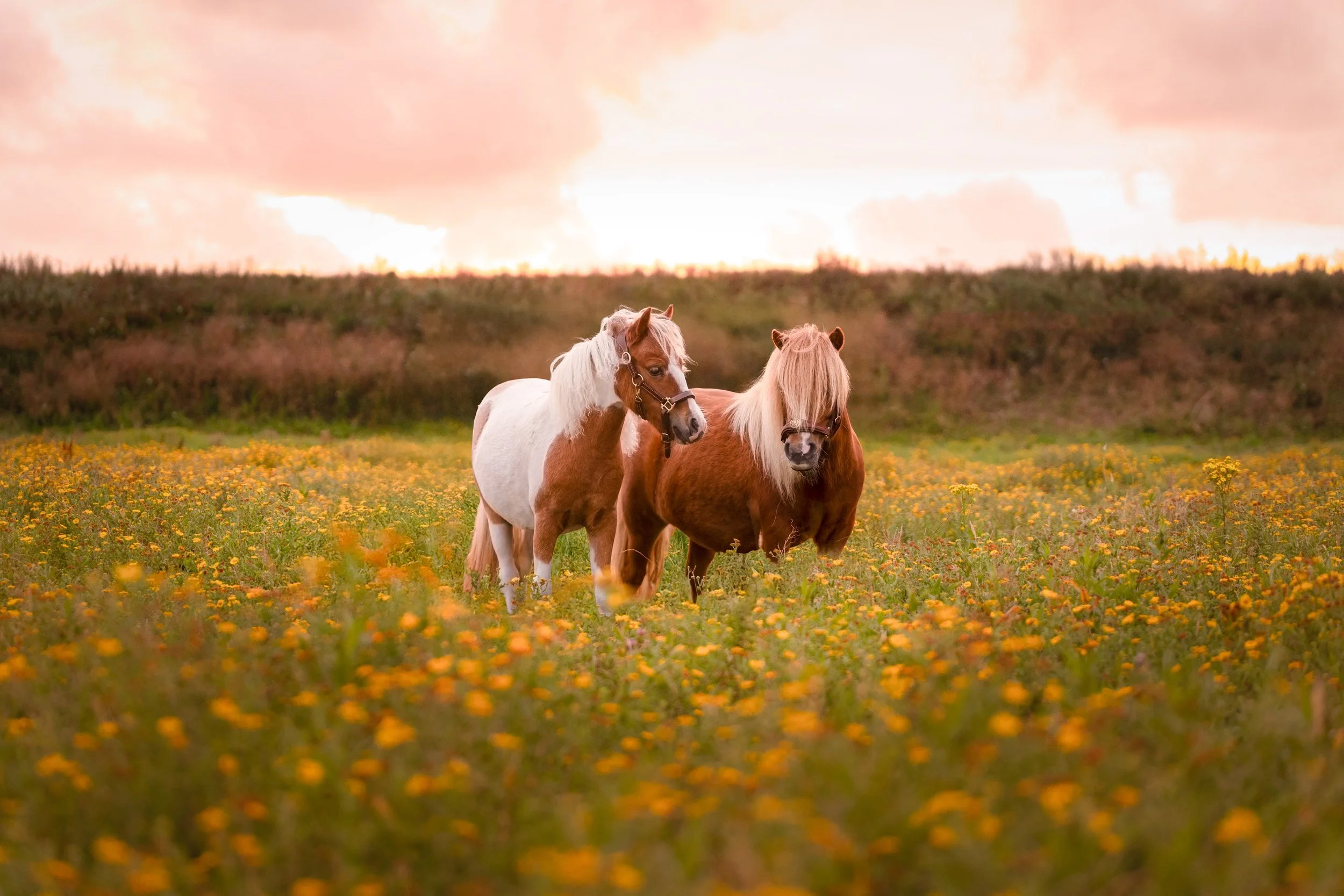 5x de beste kleding voor een paarden fotoshoot