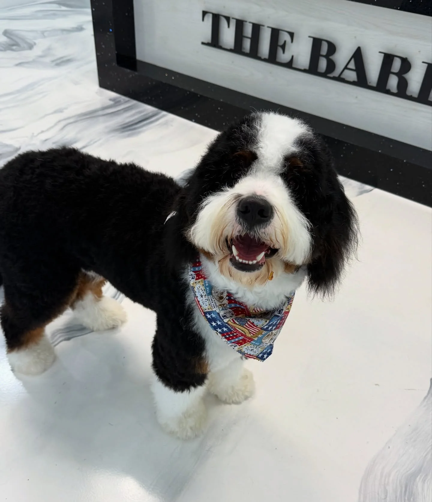 A full day of play with his furry friends &amp; a spa pampering for Biscuit the Bernedoodle 🫧🐾&hearts;️🐶