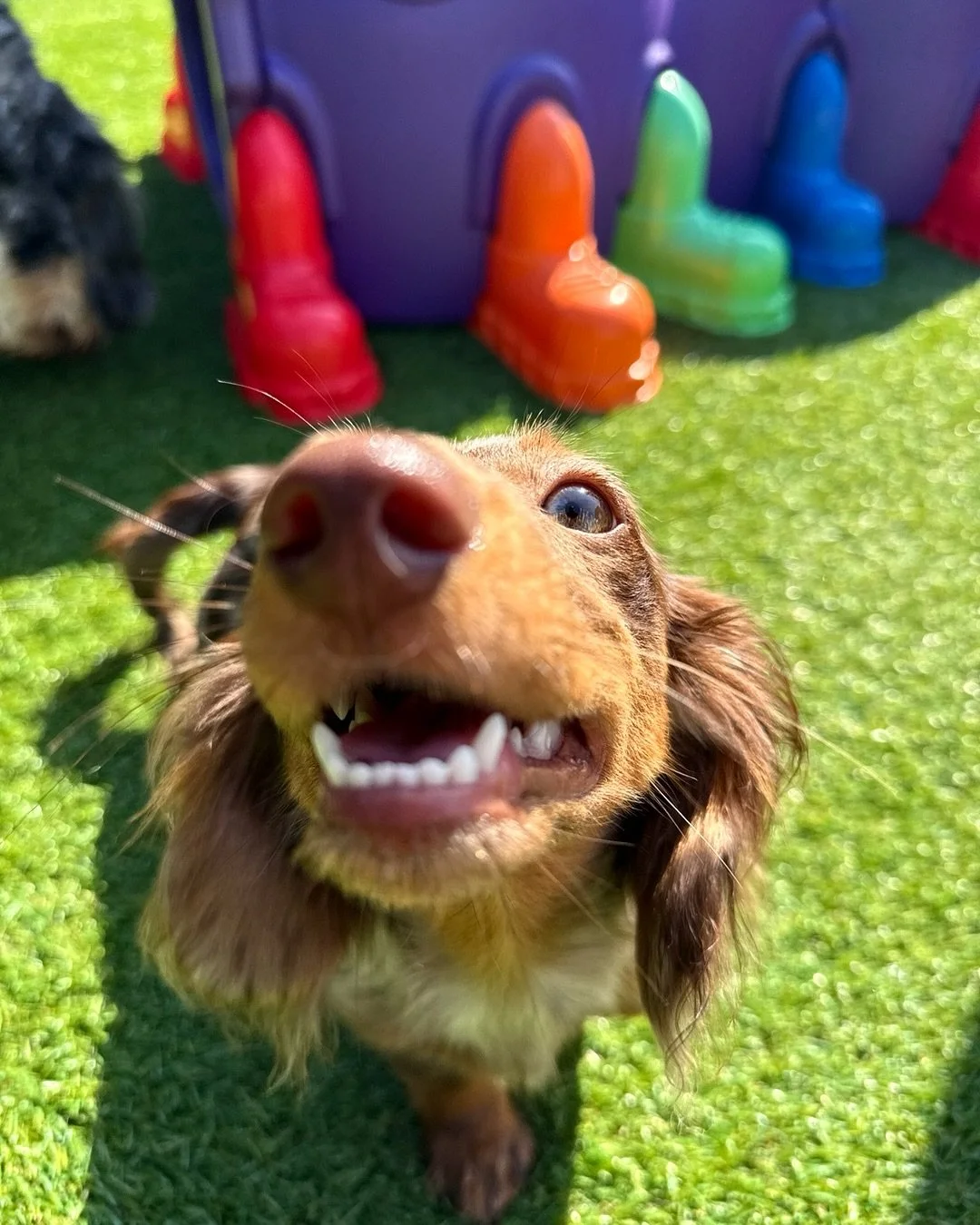 Honey the Mini Dachshund 🍯🩷