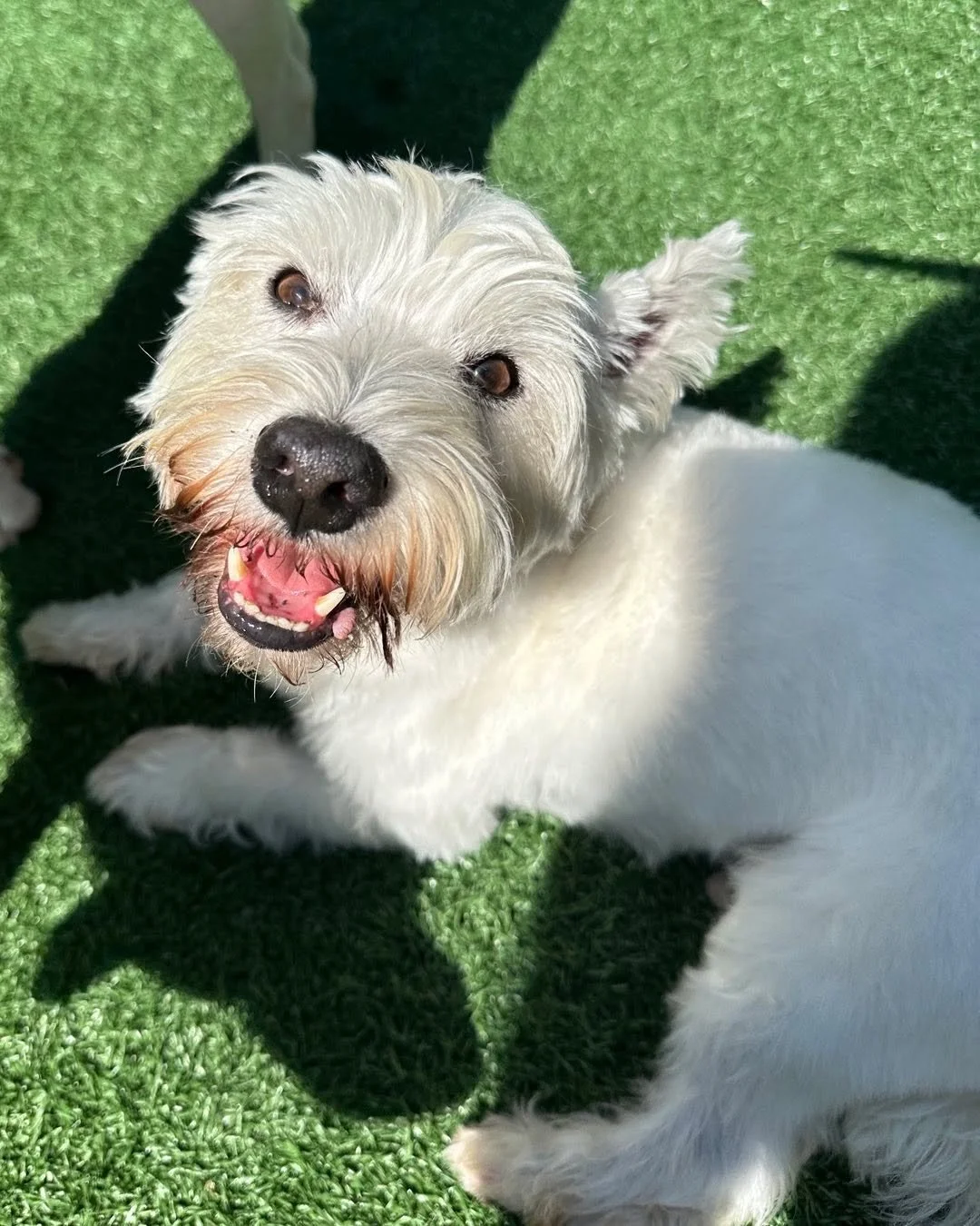 Gino the Westie 🤍