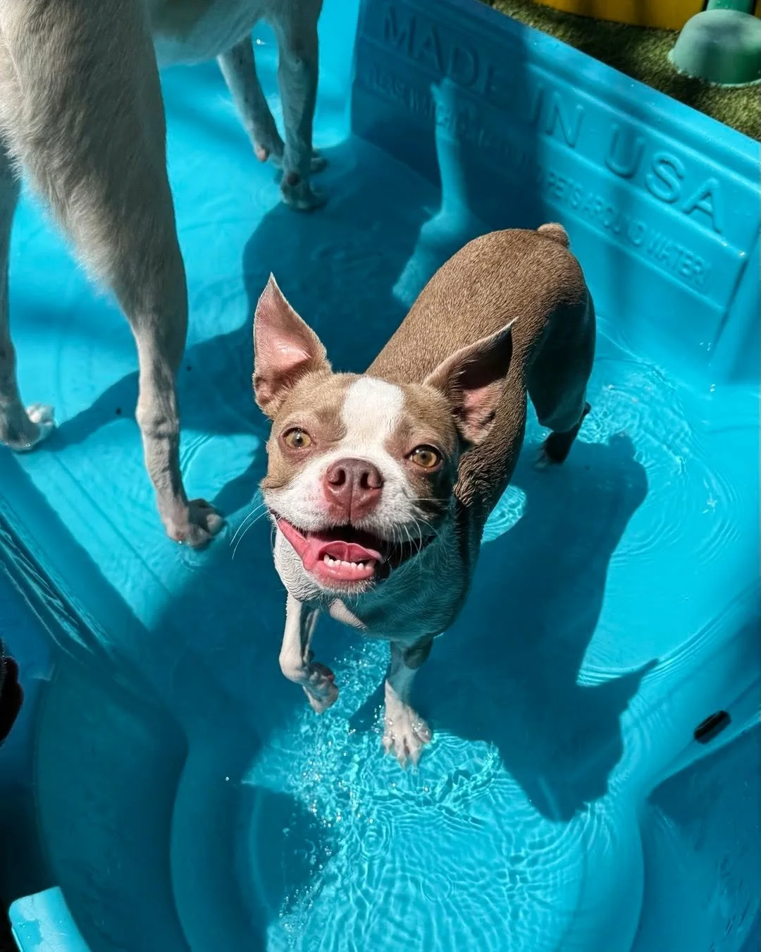 Fun in the sun for Samantha the Boston 💦☀️🩷