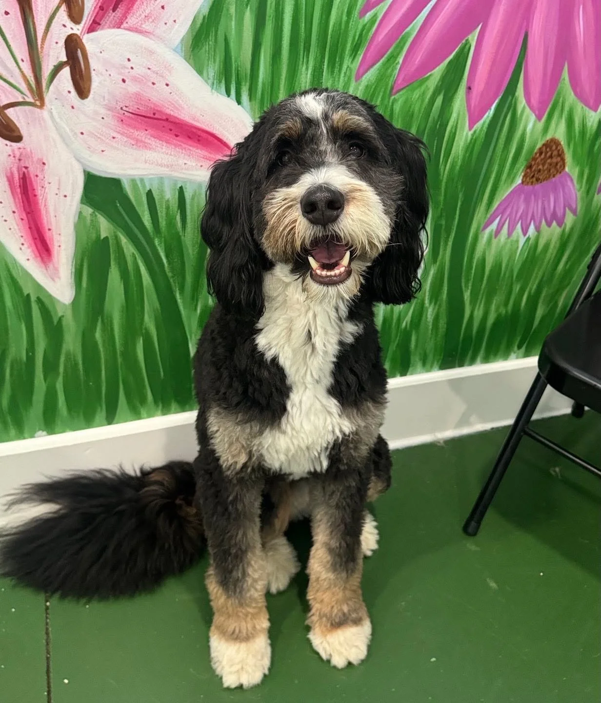 Finn the Bernedoodle 💚