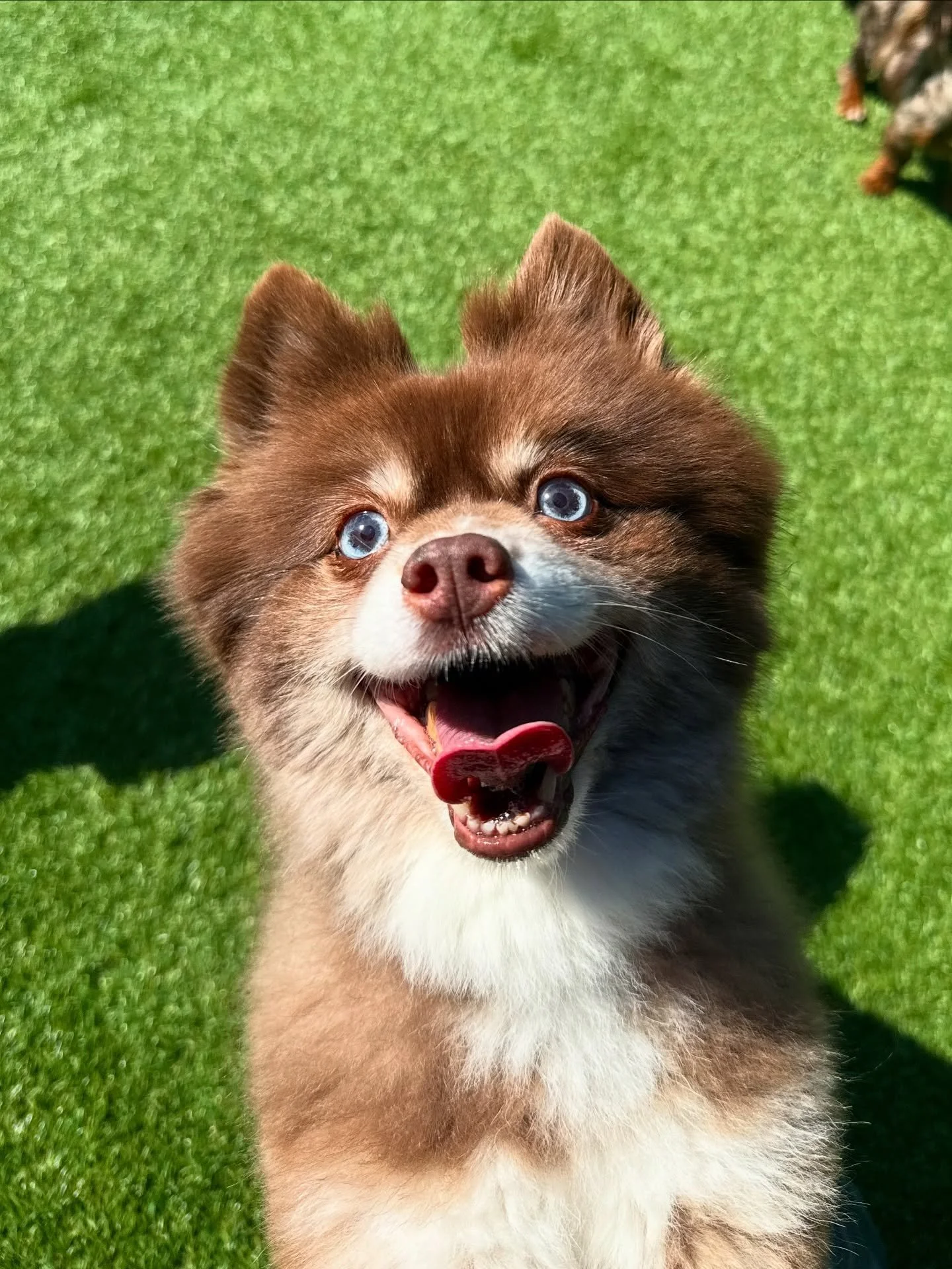 Ava the Pomsky 🤎