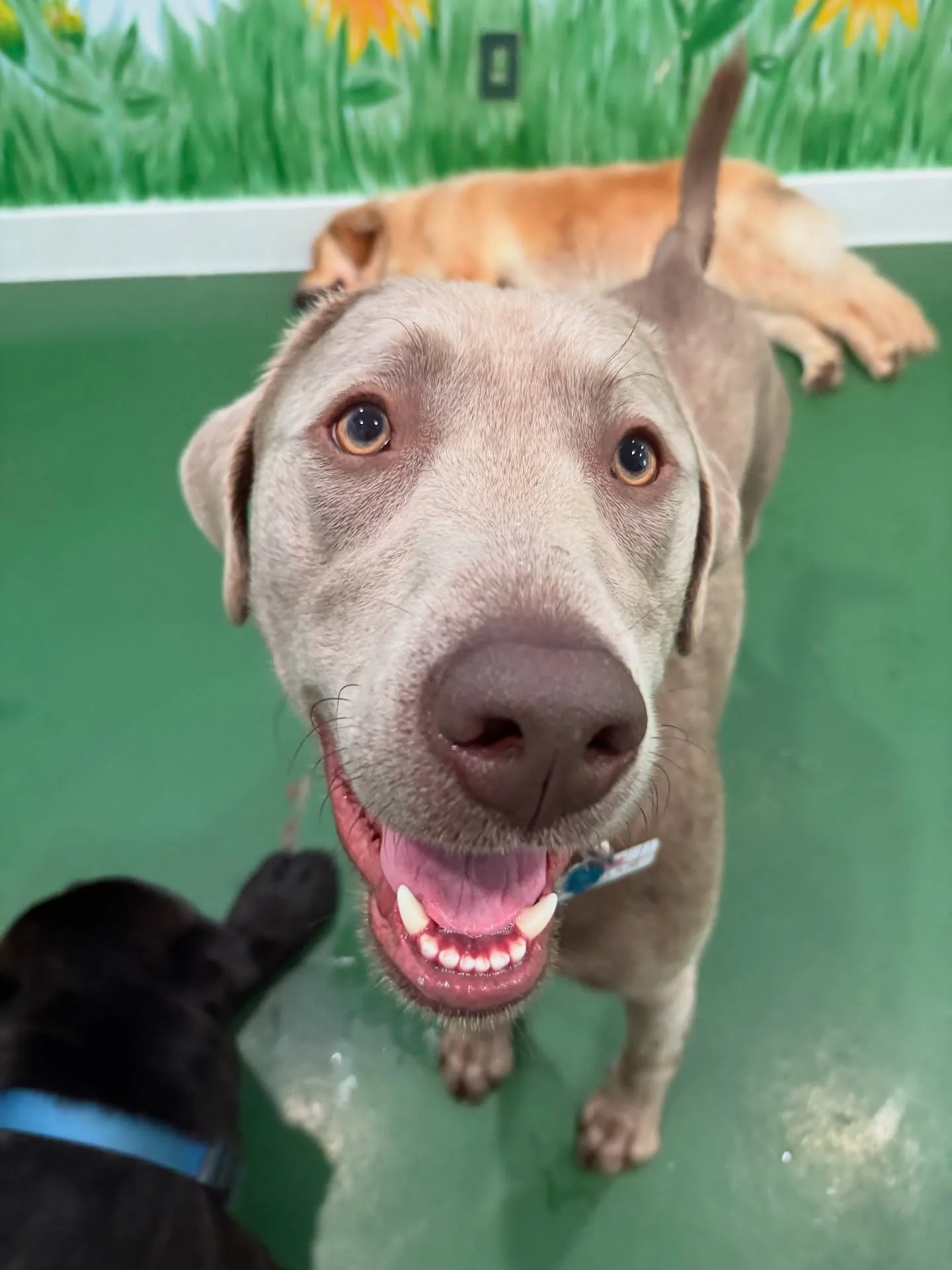 Corn-ball to his daycare friends, Cornelius to Costco 🤣