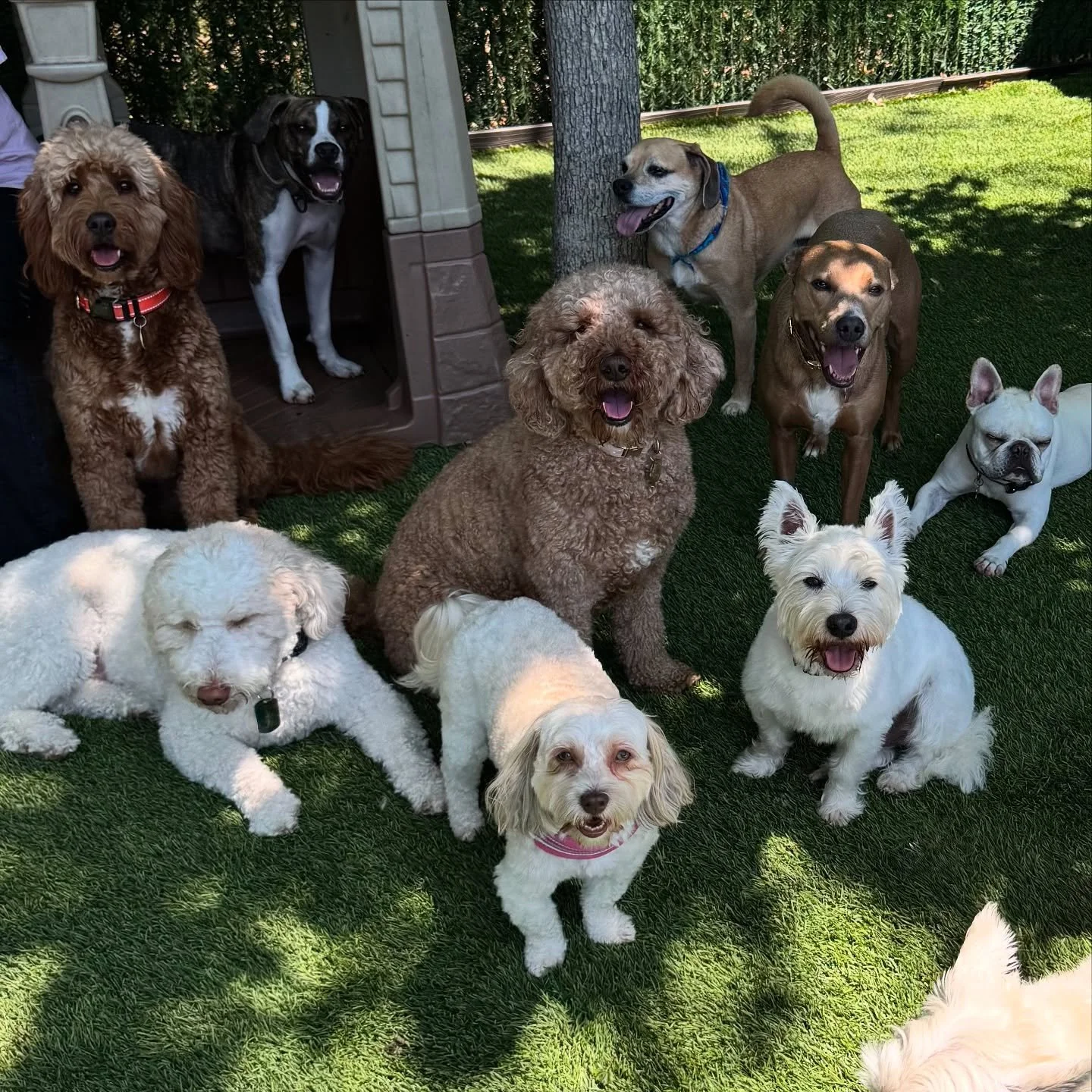 Too much cuteness 🥰&hearts;️ Barkgata pups are the best pups, don&rsquo;t you agree?!