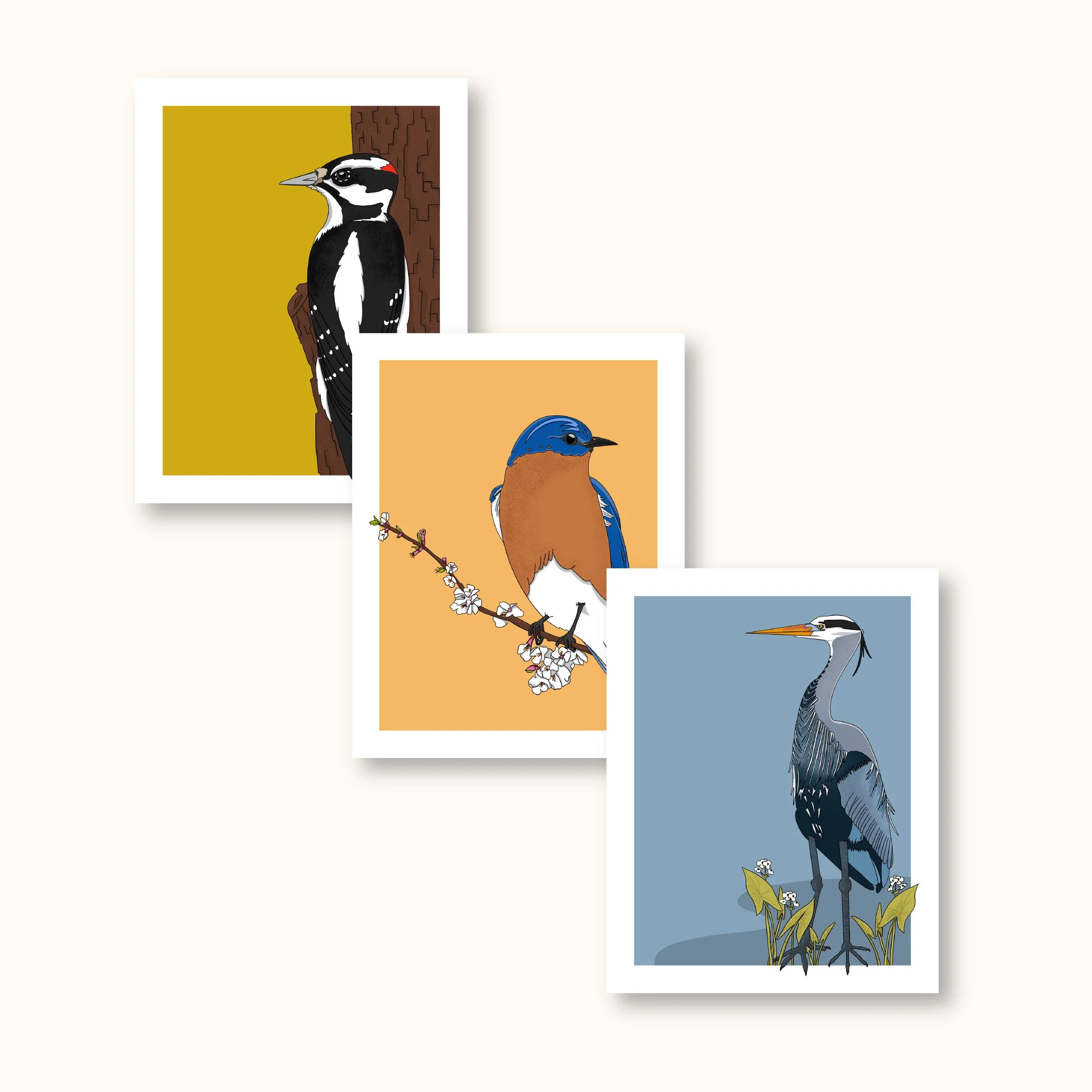 Bird Series Boxed Card Set