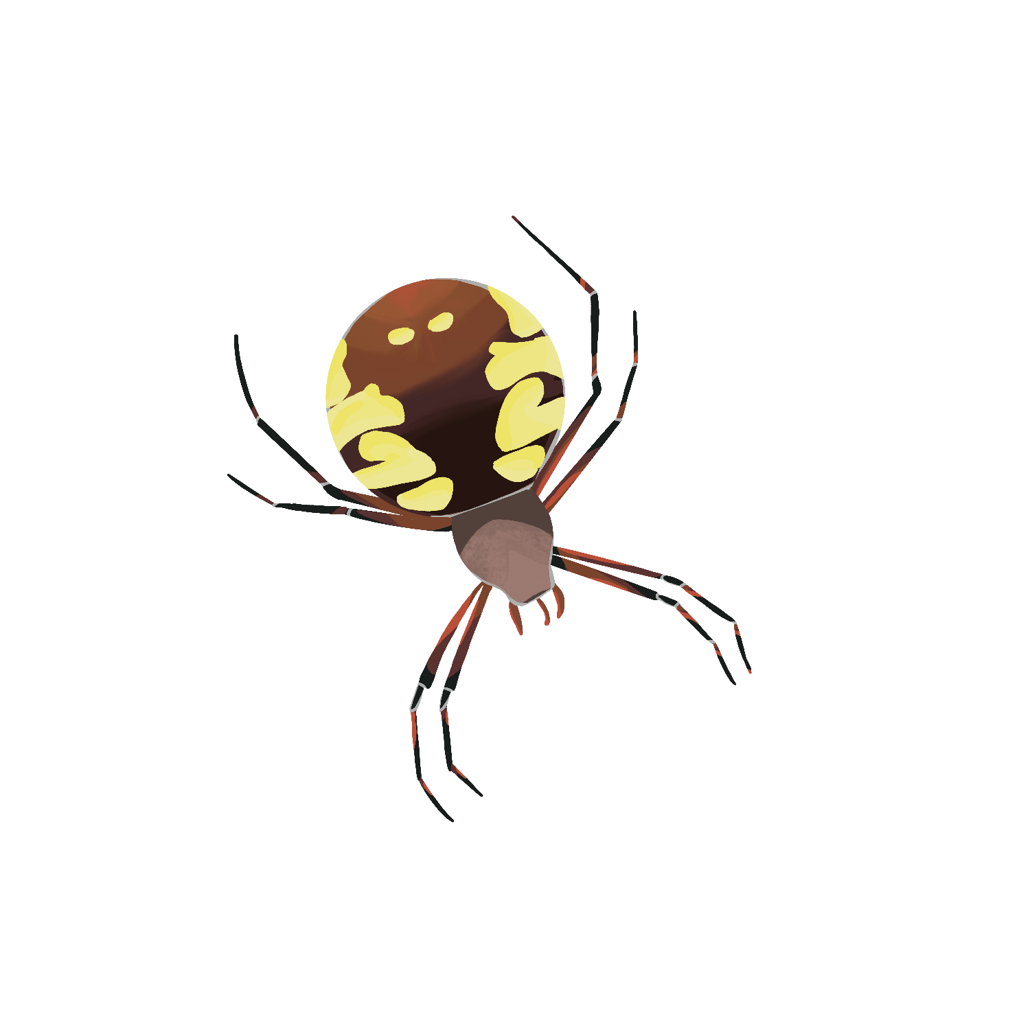 A realistic illustration of a spider with a round yellow and brown patterned abdomen, black and orange legs, and a brown head.