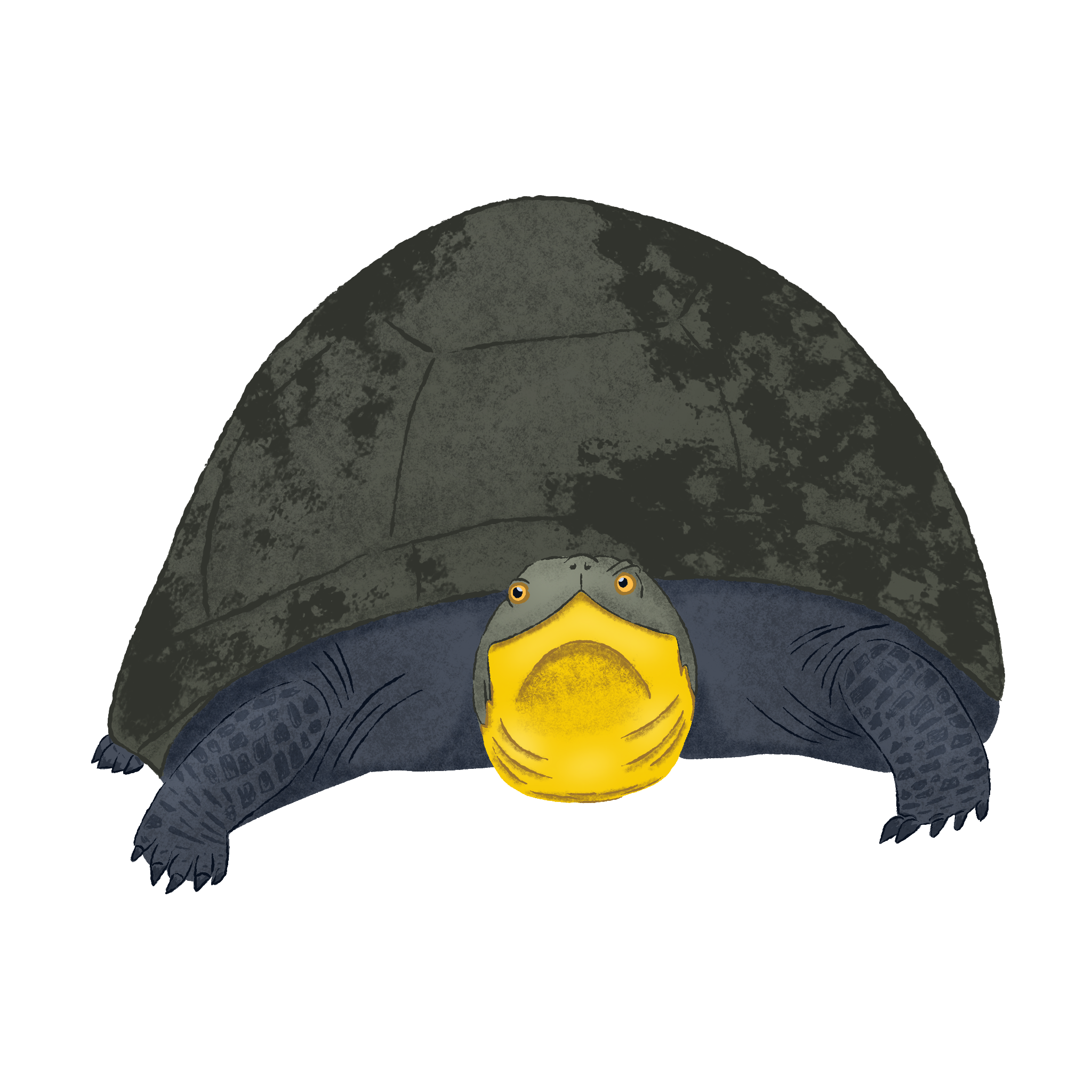 Illustration of a turtle with a yellow face and dark body, partially covered by a large, rough textured gray rock.