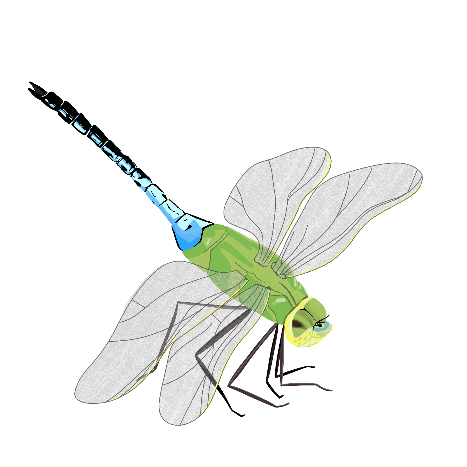 Diagram of a dragonfly showing parts including head, thorax, abdomen, wings, and legs.