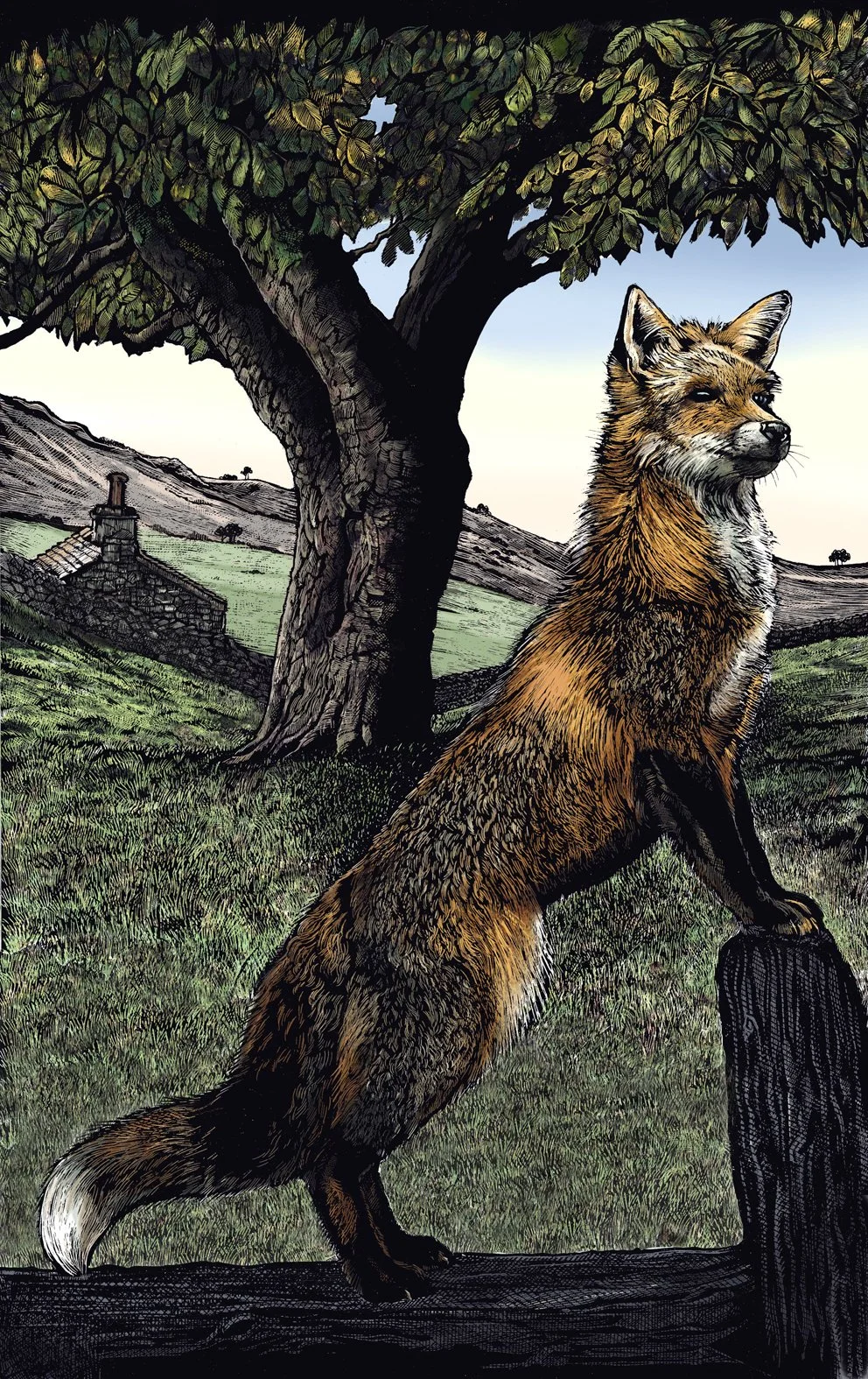 fox.jpg