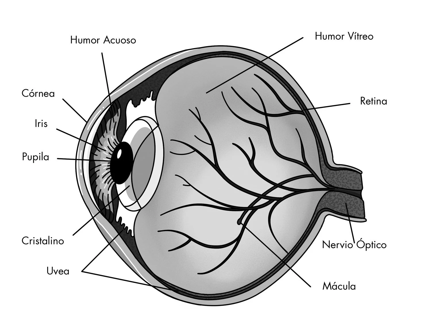 infografics_for_penguin_random_house_2 - Copy.jpg