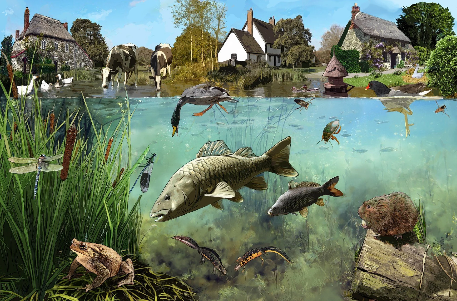 pond.jpeg
