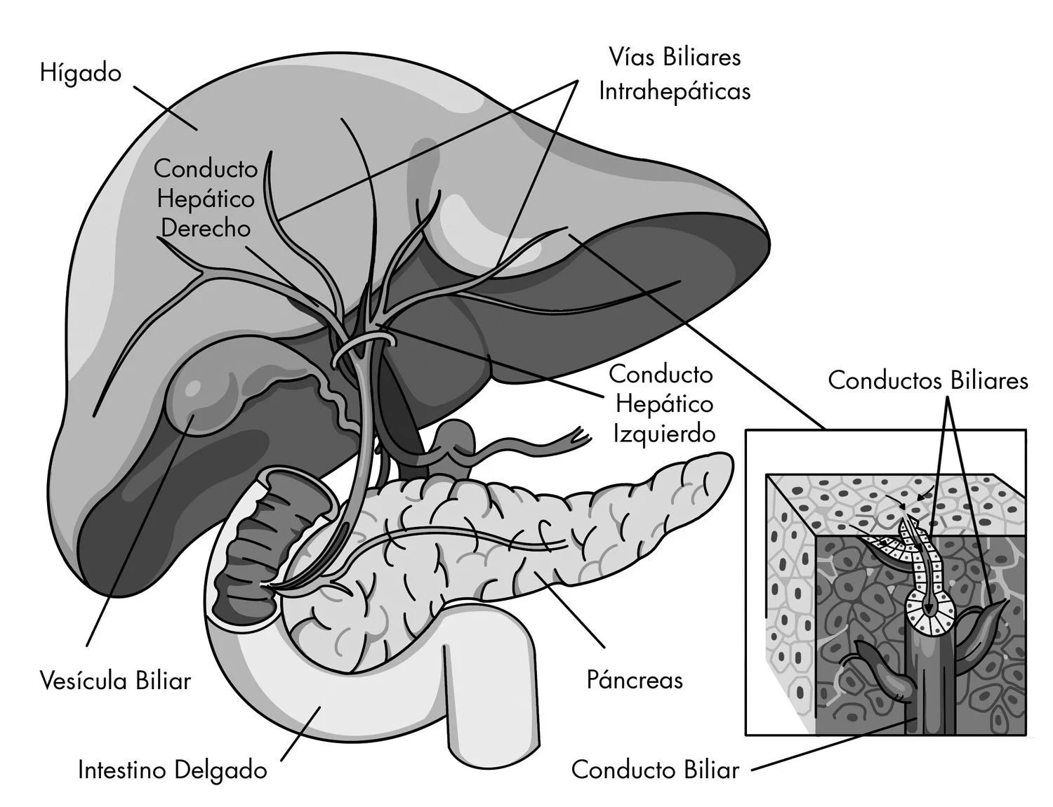 infografics_for_penguin_random_house_3 - Copy.jpg