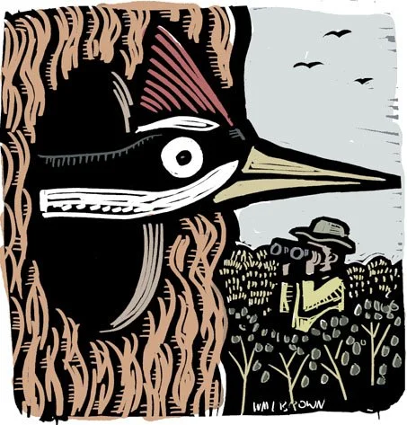 Woodpecker.jpg