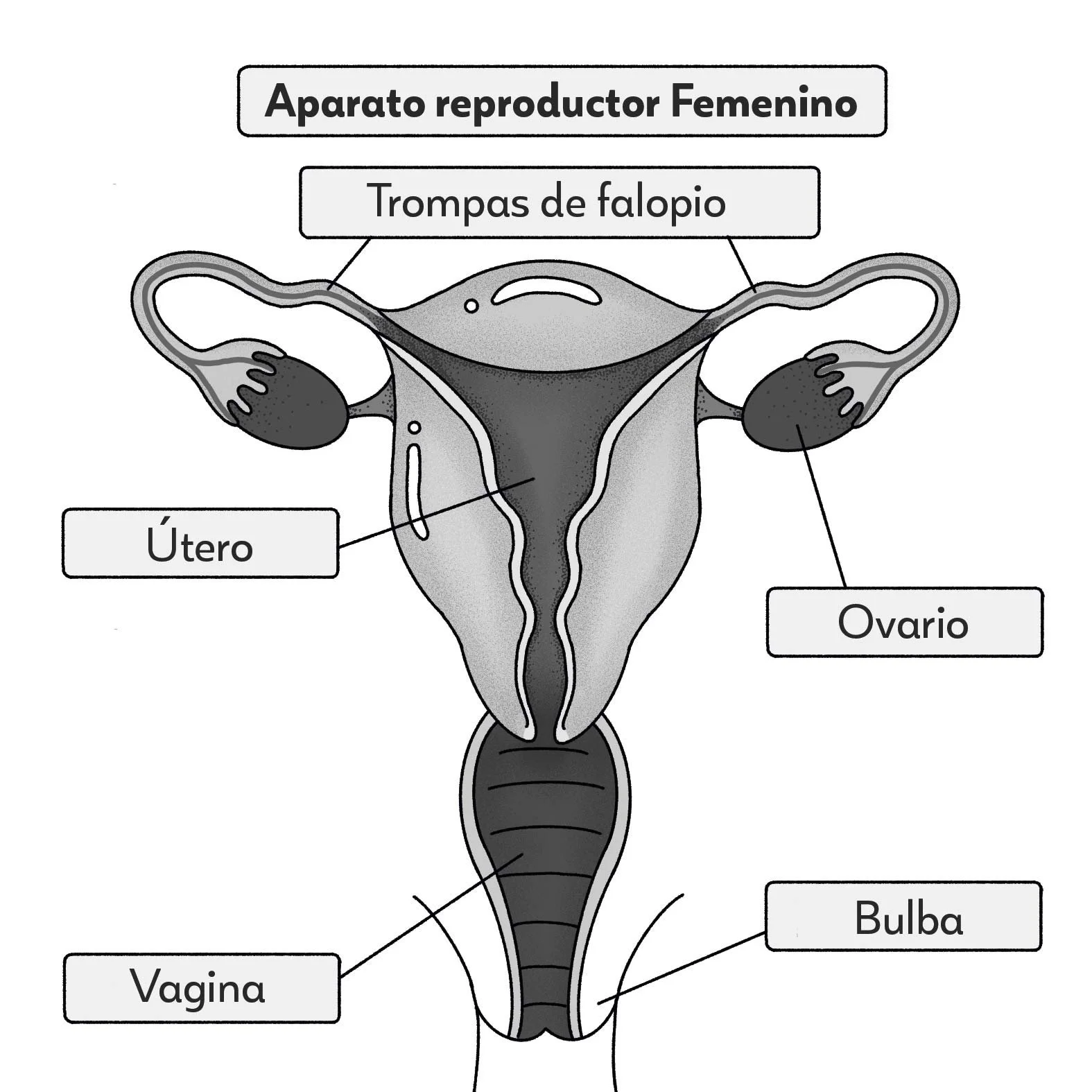 ap_reproductor_femenino_10_cm_nadie - Copy.jpg